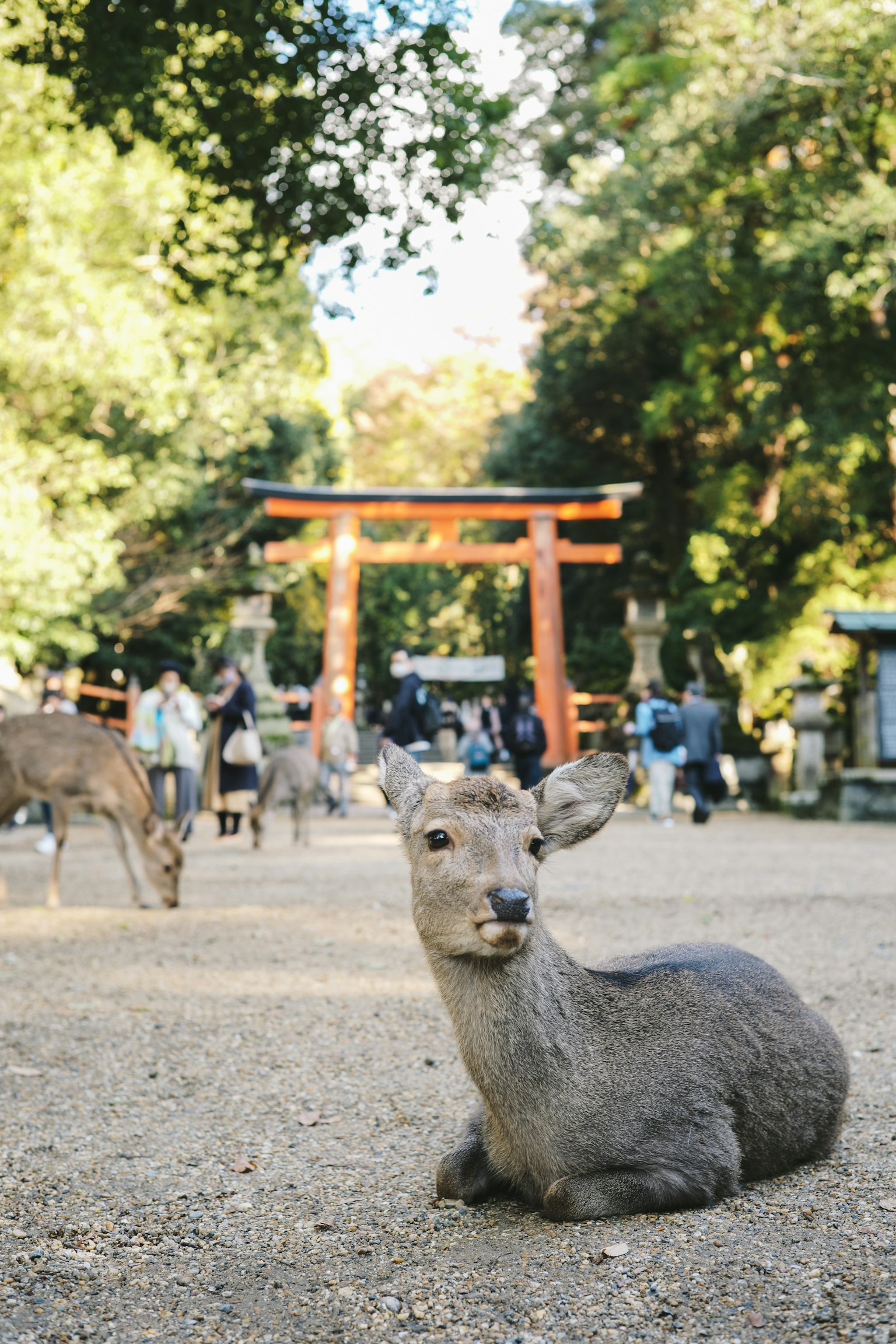 A deer lying in Nara Park with a torii gate in the background