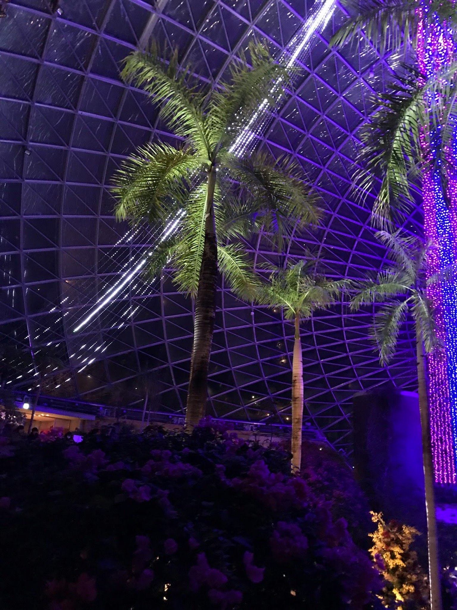 Palme sotto una cupola di vetro con illuminazione viola