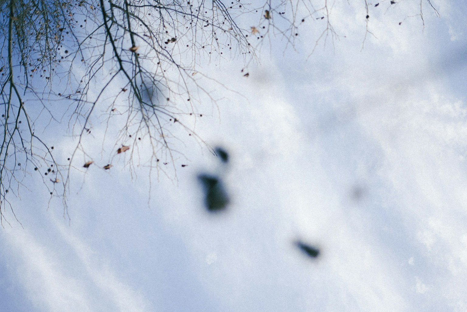 Silhouette of thin branches and dry leaves against a blue sky