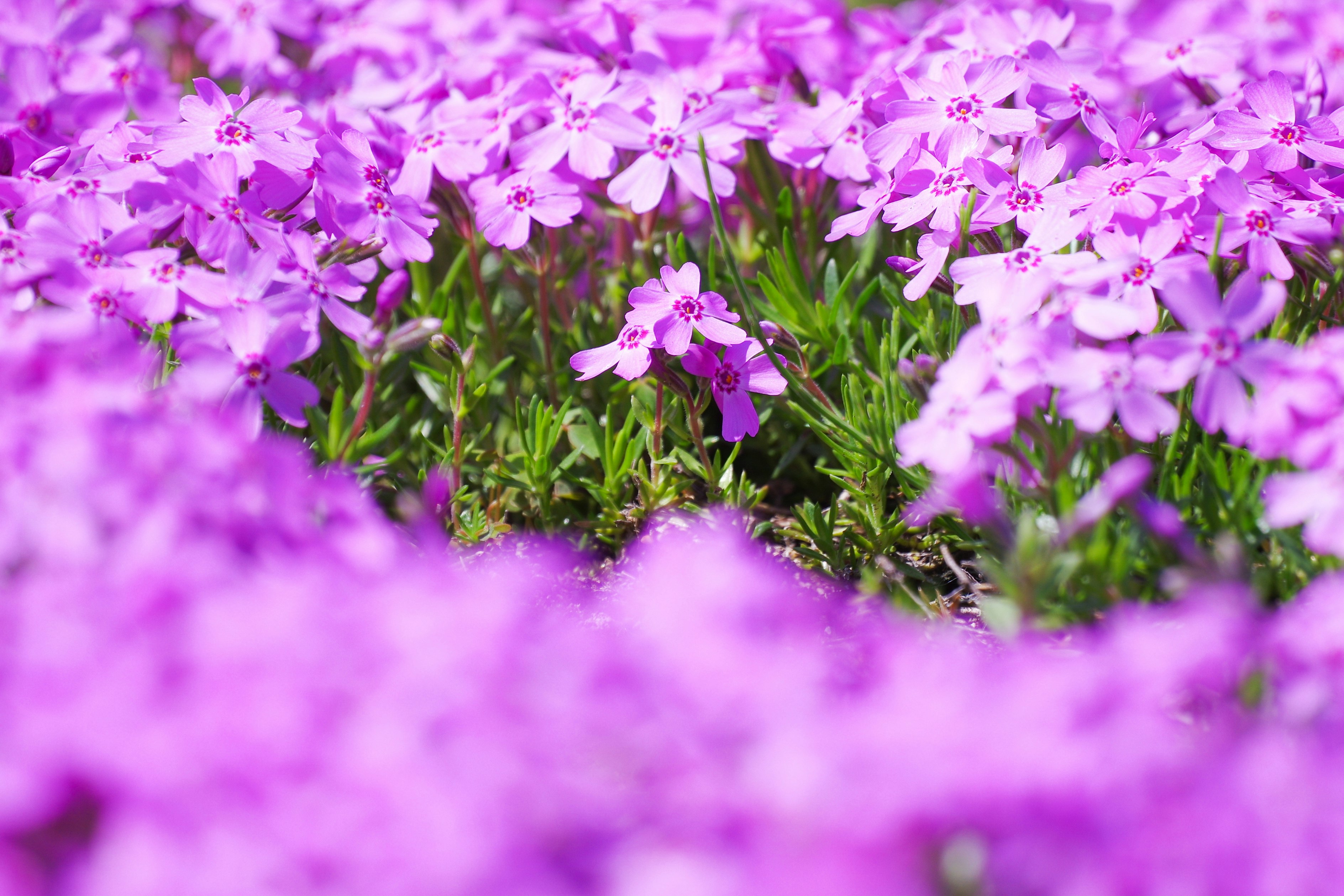 紫の芝桜が咲き並ぶボケの花畑