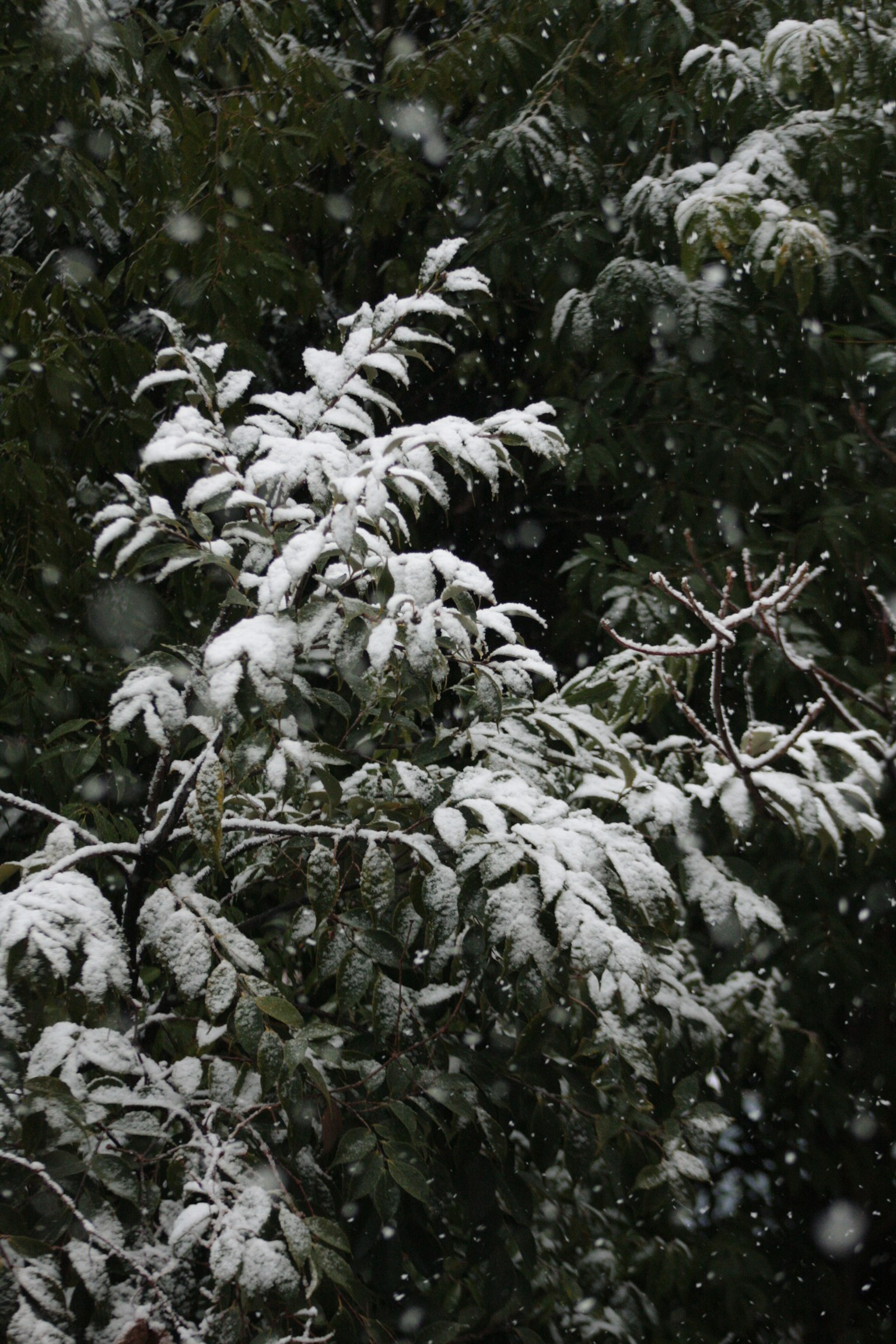Primo piano di foglie e rami coperti di neve