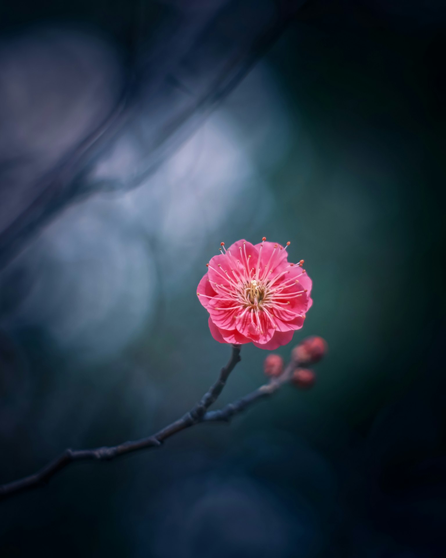 Lebendige rosa Blume mit Knospen vor einem sanften blauen Hintergrund