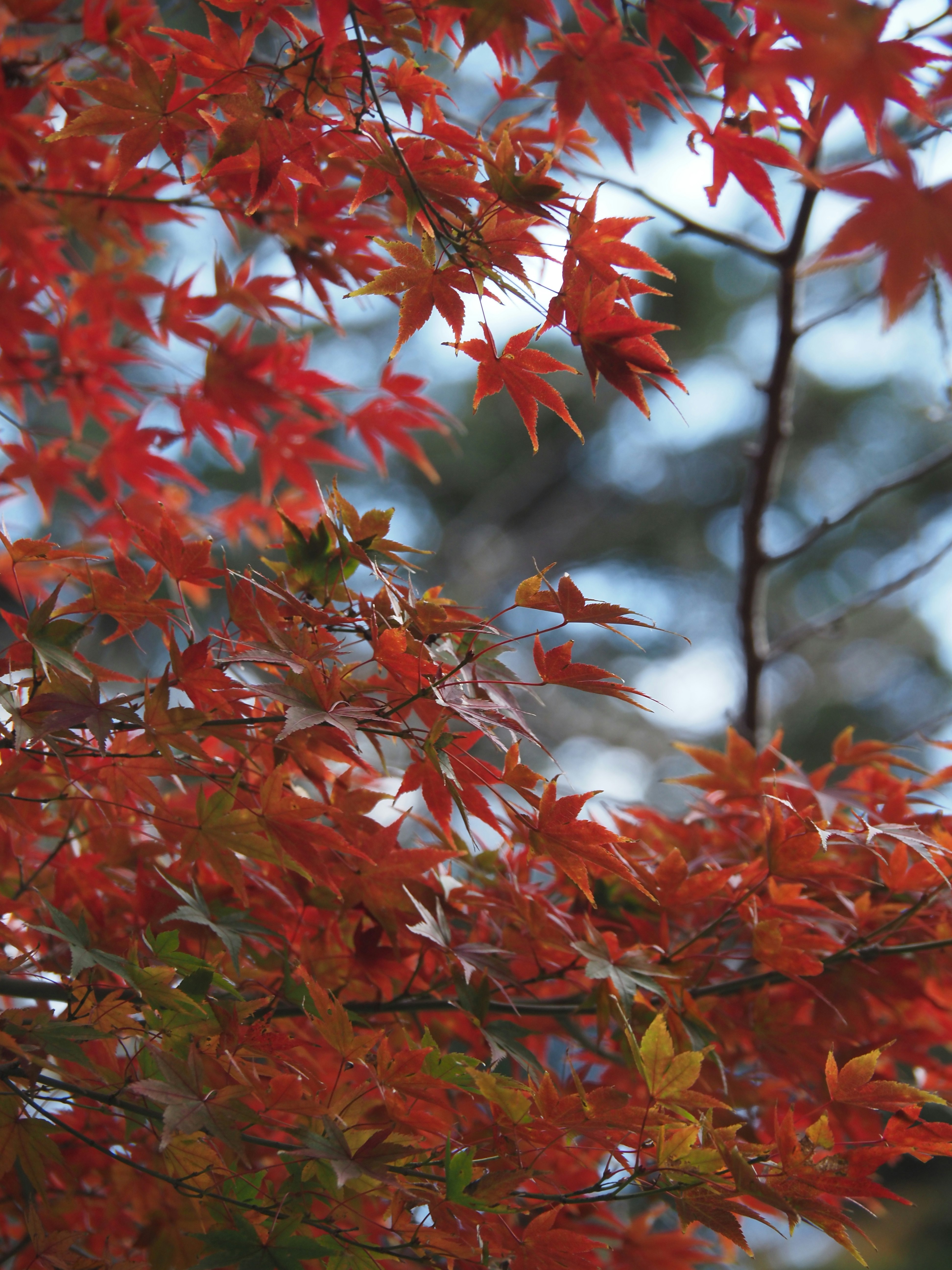 色づく紅葉の枝先と青空のような背景