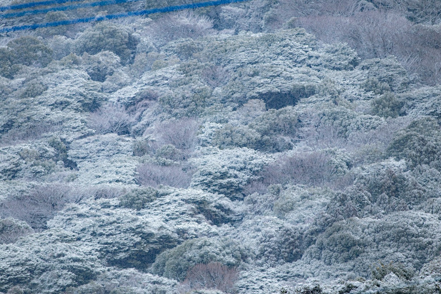 Snow-covered forest landscape