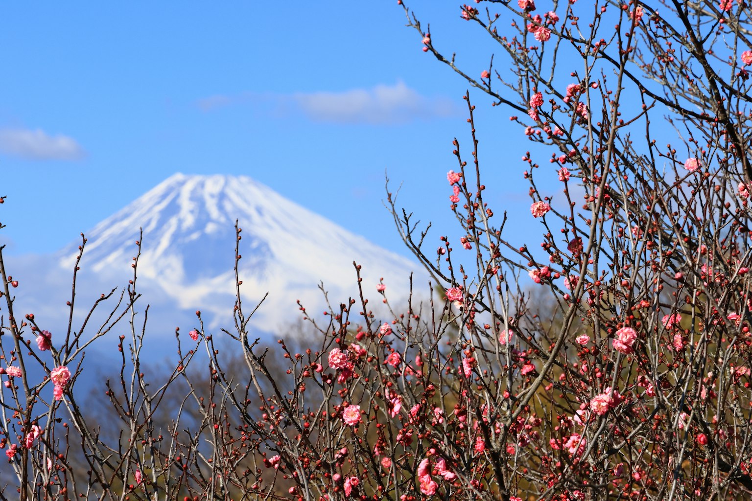 Pemandangan indah bunga sakura dengan Gunung Fuji di latar belakang