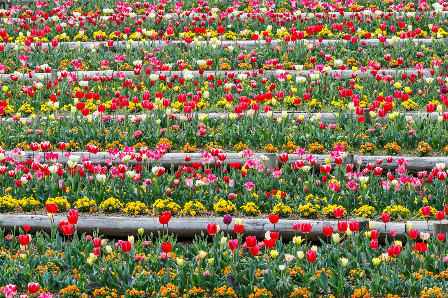 Lapangan bunga yang cerah dengan barisan tulip berwarna-warni