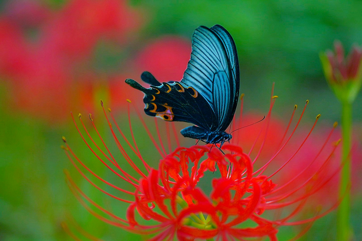 Ein blauer Schmetterling sitzt auf einer lebhaften roten Blume vor unscharfem Hintergrund