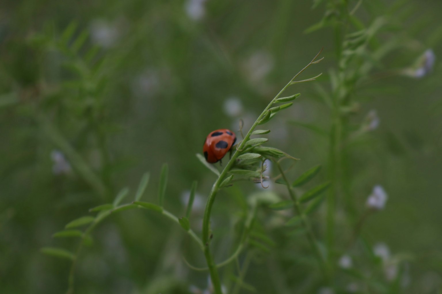Primo piano di una coccinella su foglie verdi