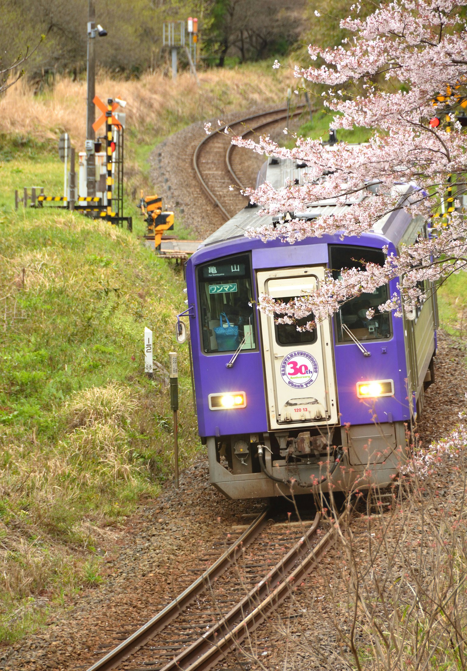 Kereta ungu melintasi rel yang dikelilingi bunga sakura