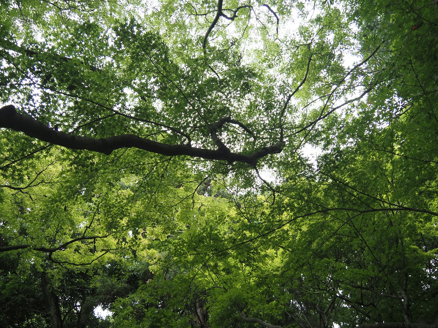 Blick von unten auf einen Baum mit üppigem grünem Laub
