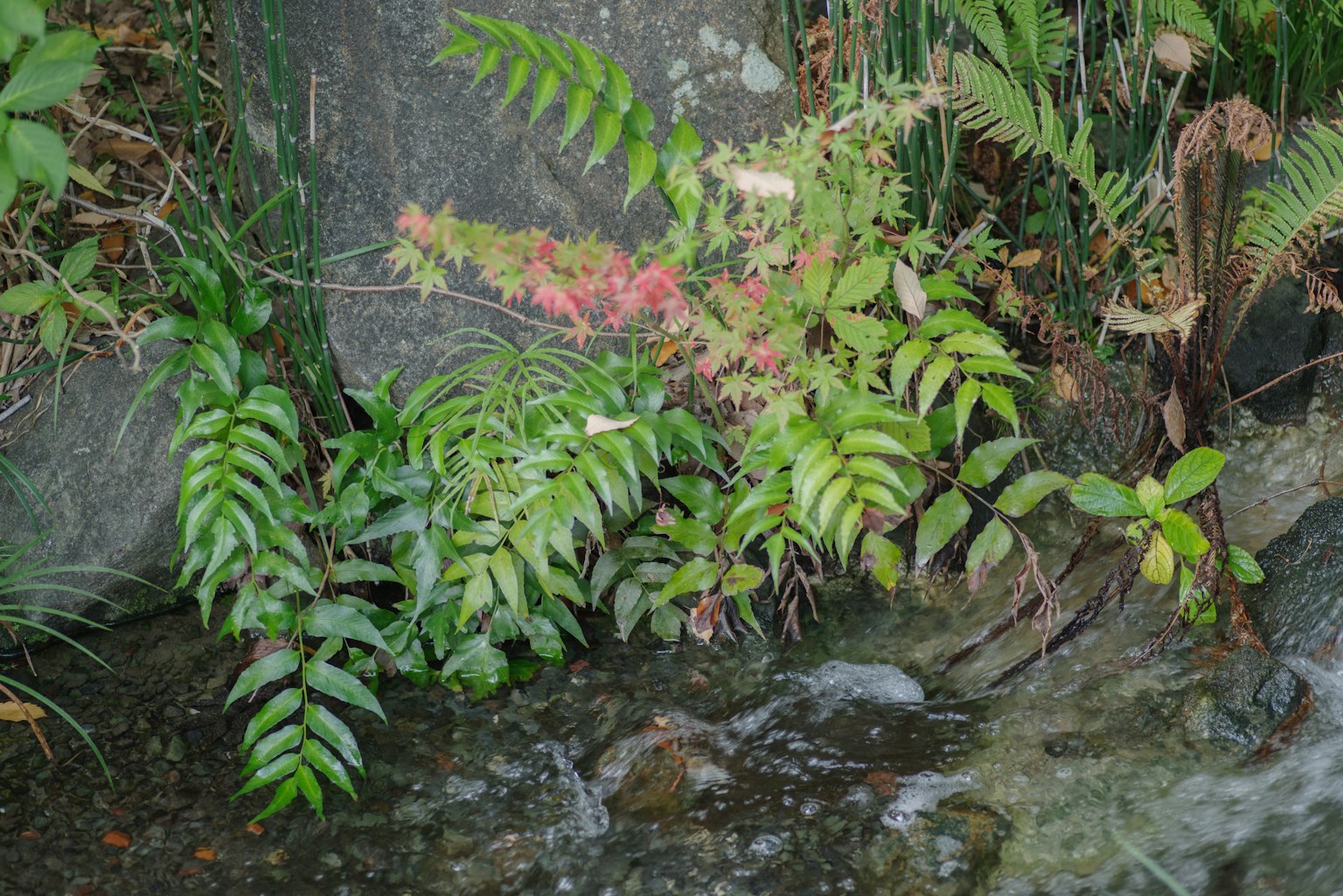 Green leaves and pink flowers near a stream