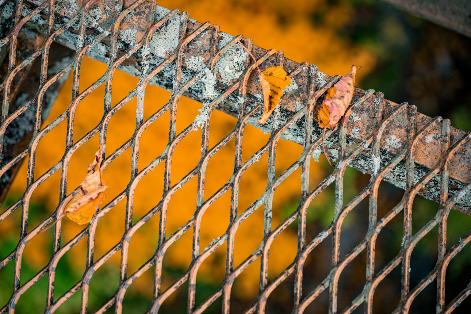 錆びた金属の網と黄色い背景の葉