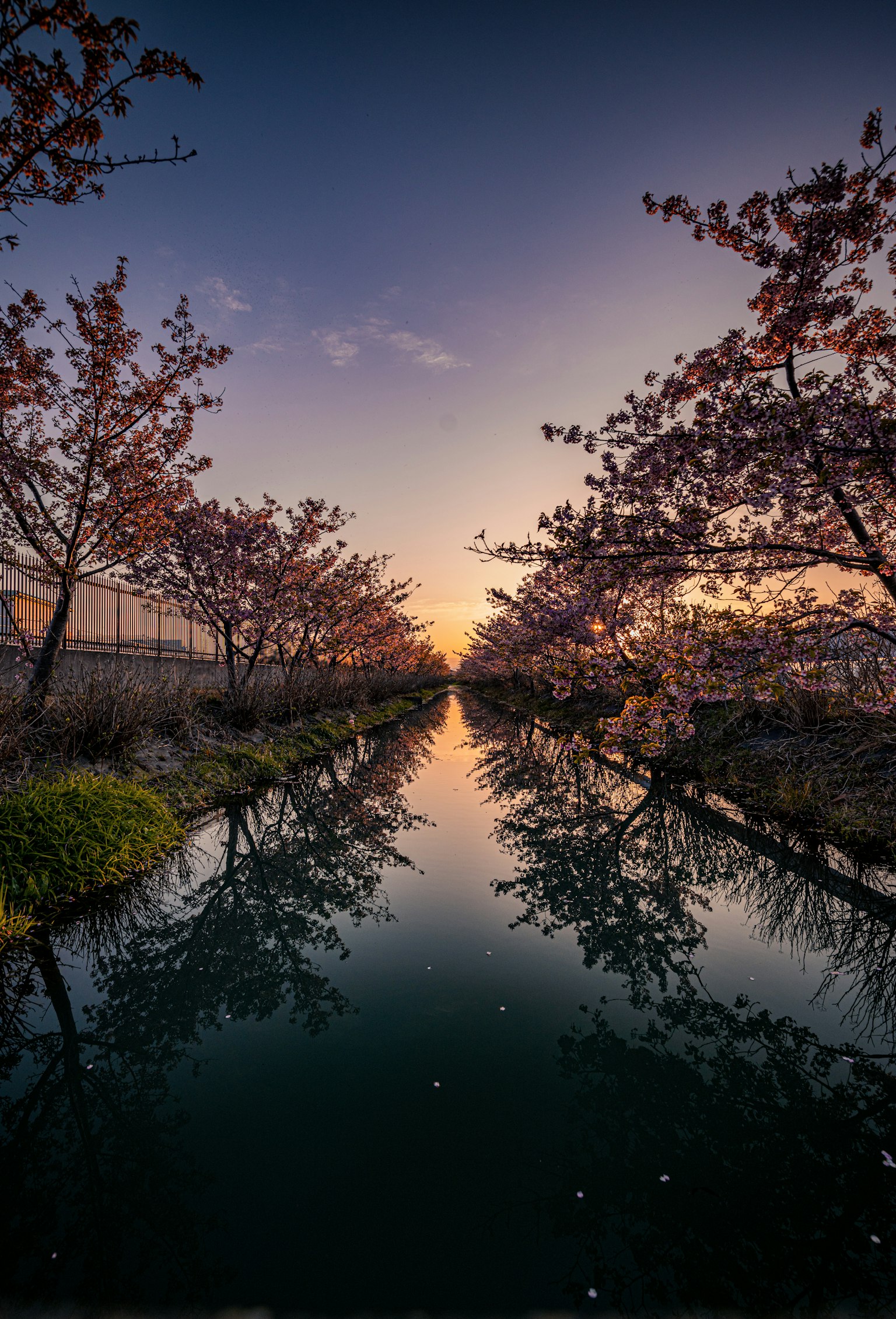 Kanal gesäumt von Kirschbäumen, die die Farben des Sonnenuntergangs spiegeln