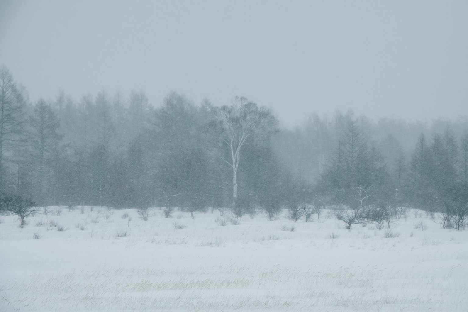 一棵白树矗立在被轻雾笼罩的雪地中