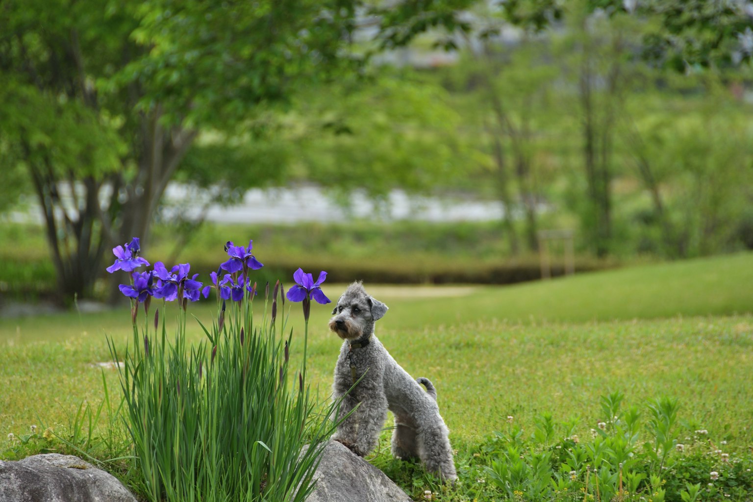 A small dog standing in a green field near purple flowers