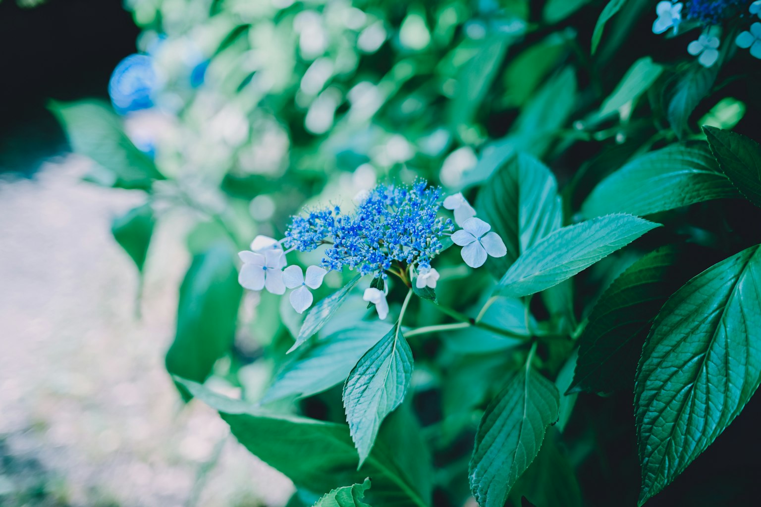 Eine Nahaufnahme von blauen Blumen umgeben von üppig grünen Blättern