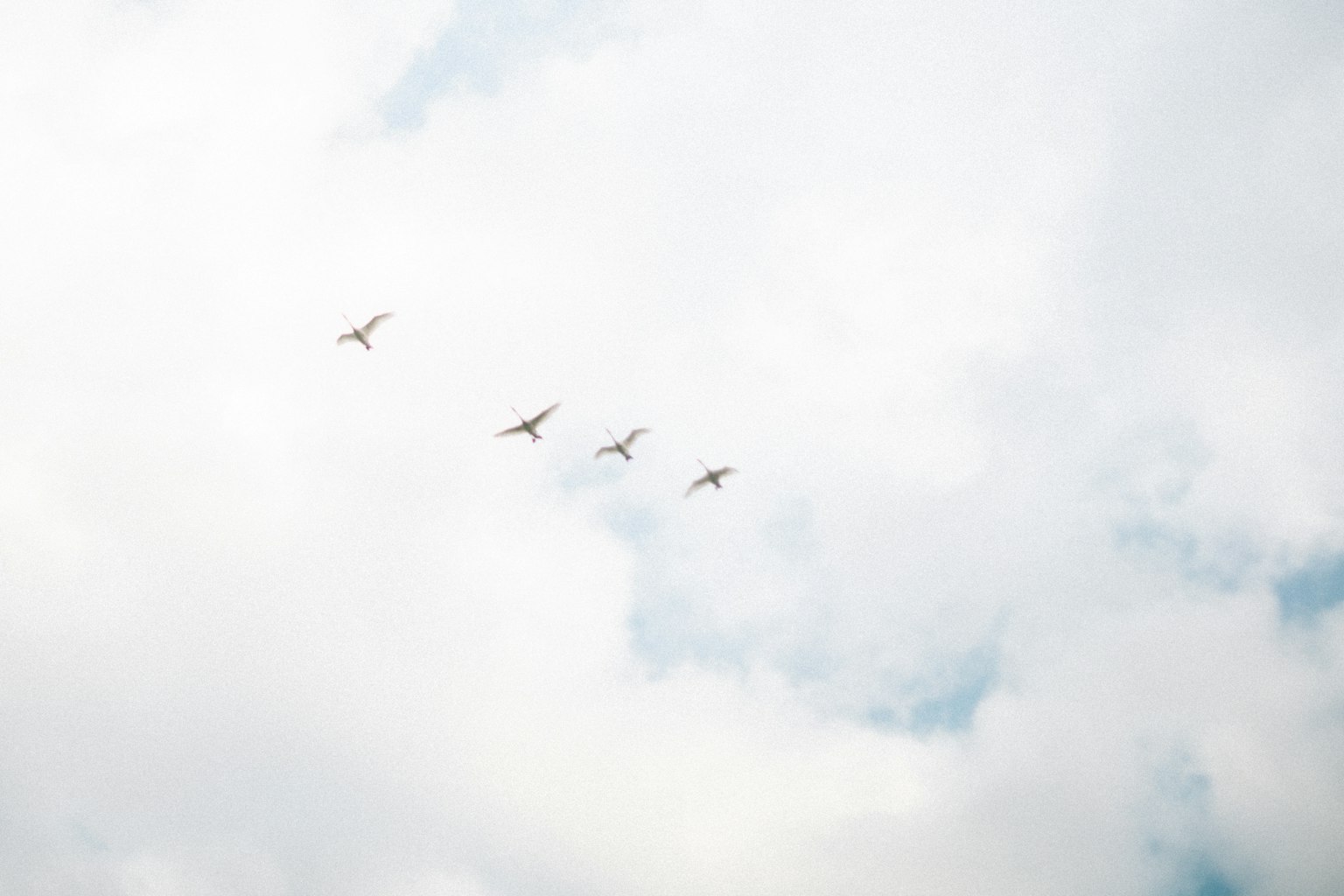 Un groupe d'oiseaux volant dans le ciel parmi les nuages