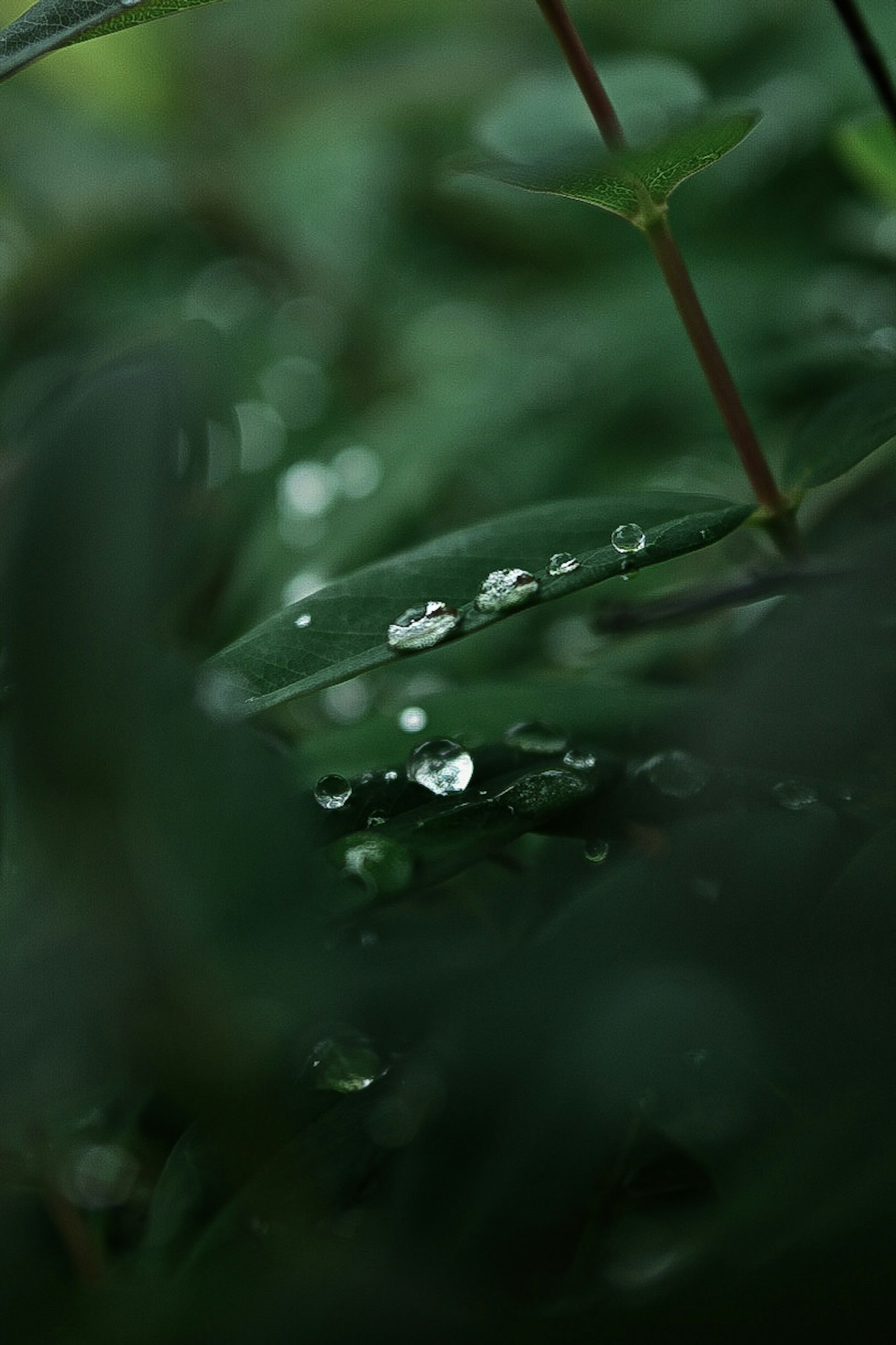 Primer plano de gotas en hojas verdes sobre un fondo oscuro
