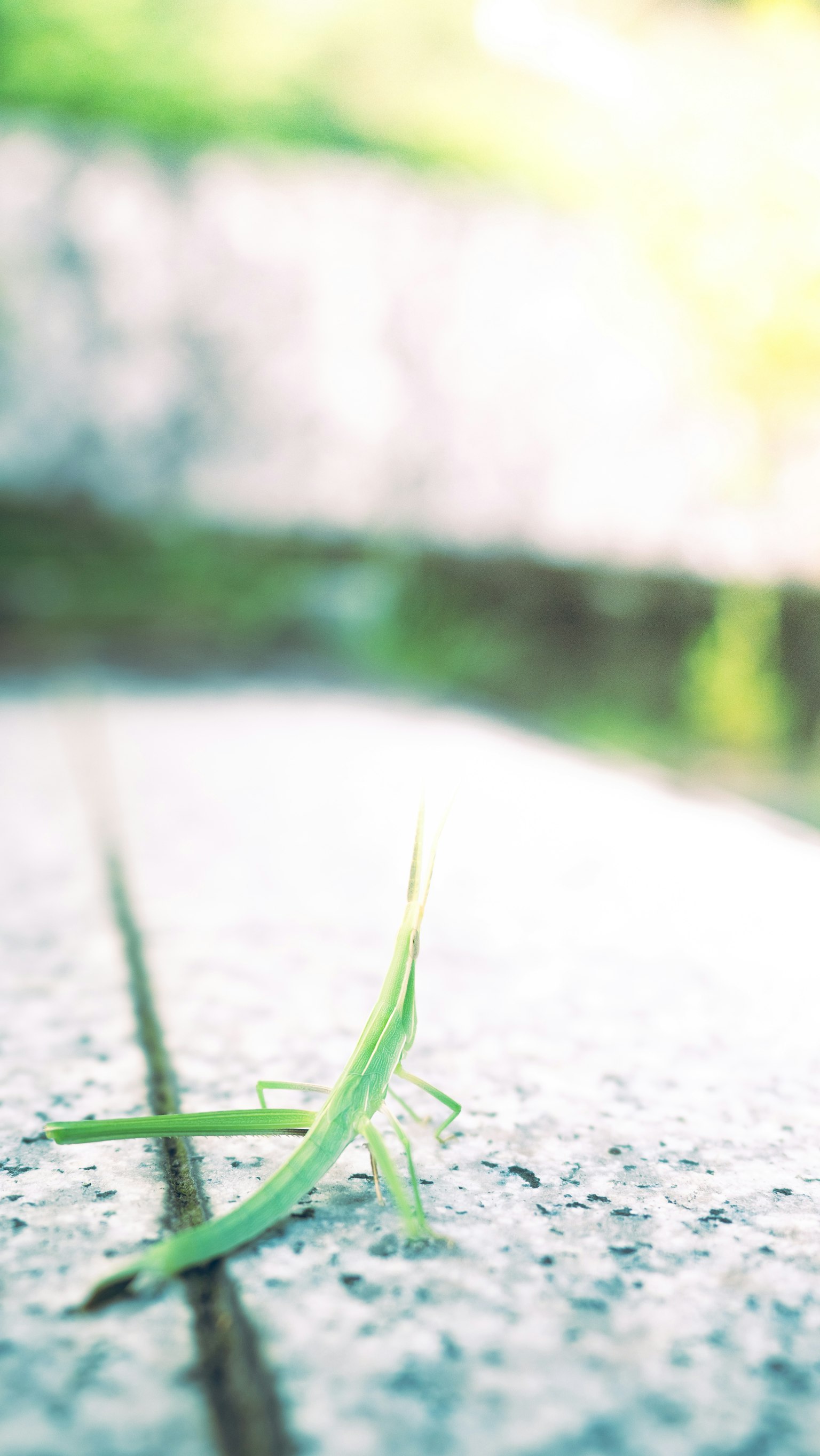 Une fine lame d'herbe verte reposant sur une surface en béton texturé avec un arrière-plan flou