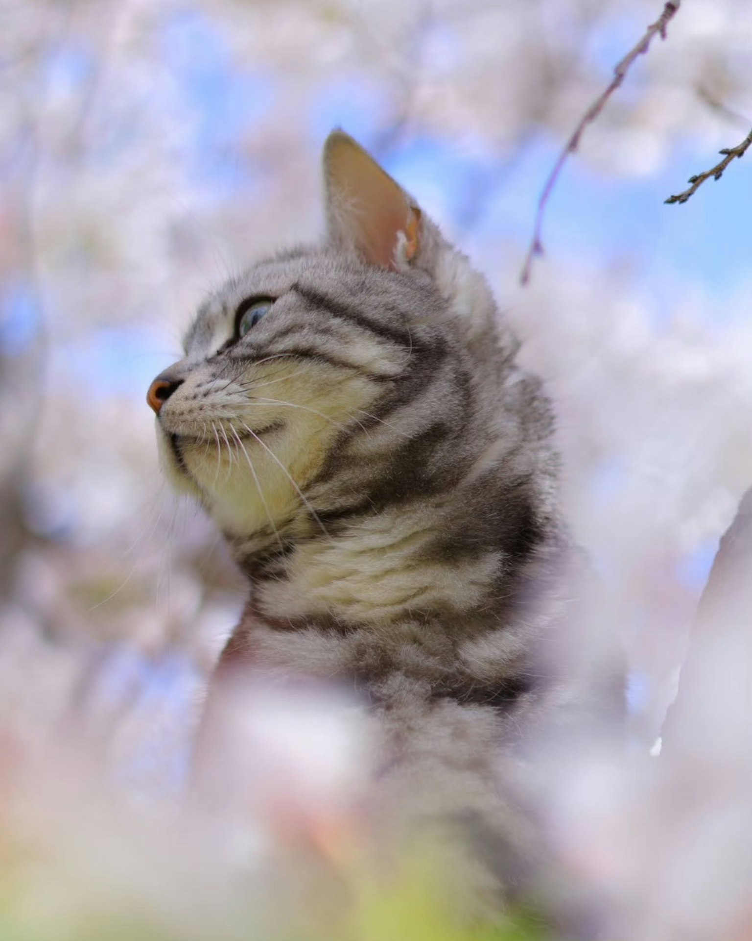 Perfil de un gato gris asomándose entre las flores de cerezo
