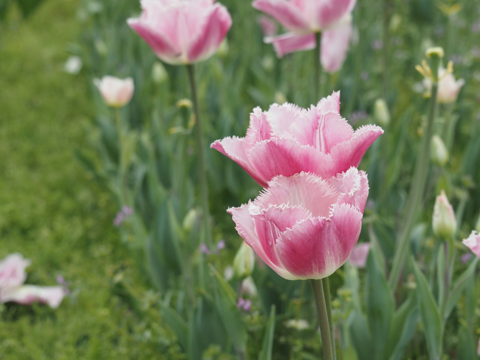 Một cánh đồng tulip hồng nở giữa thảm cỏ xanh tươi