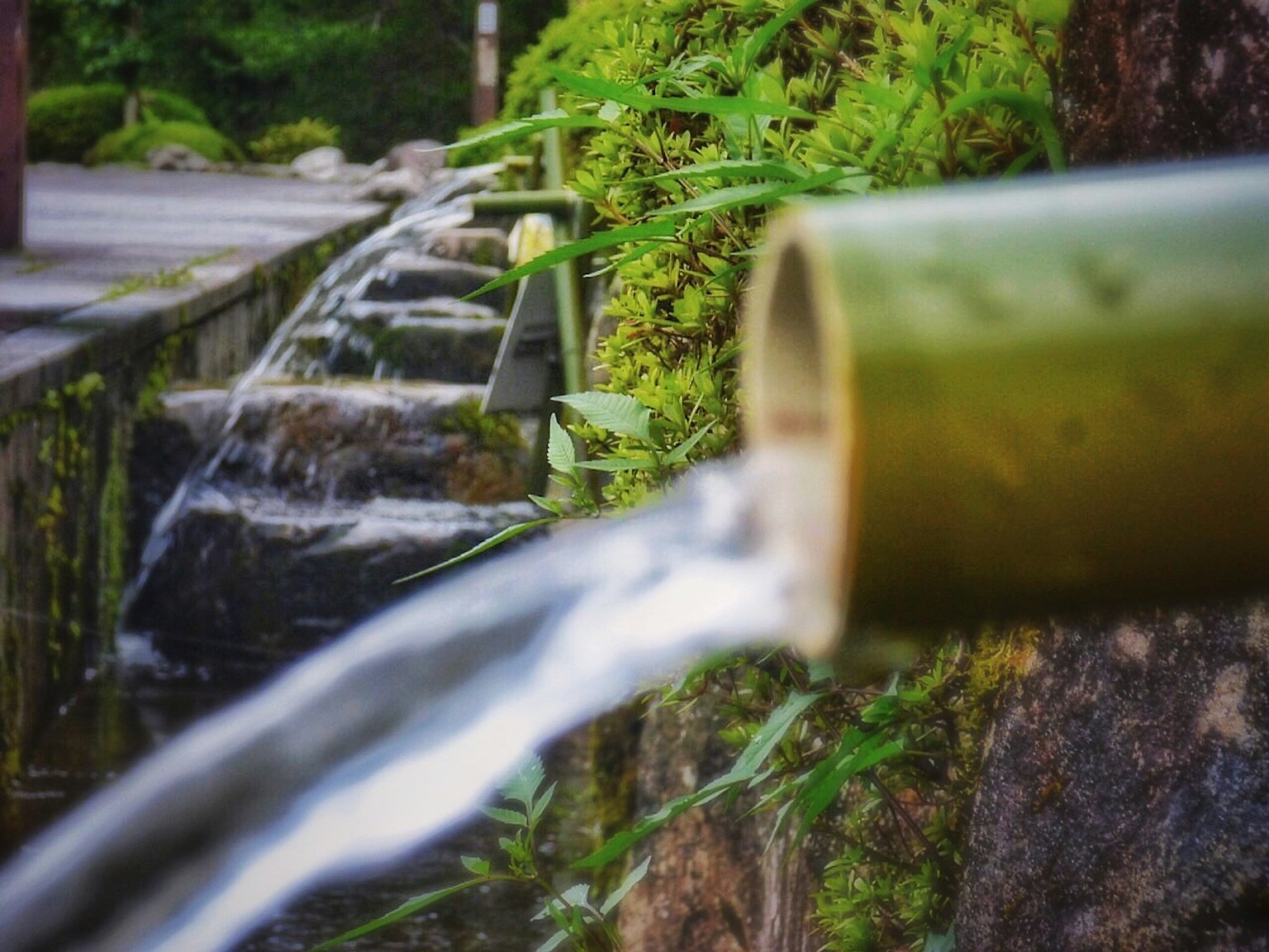 Immagine di acqua che scorre da un tubo di bambù circondato da muschio verde e erba