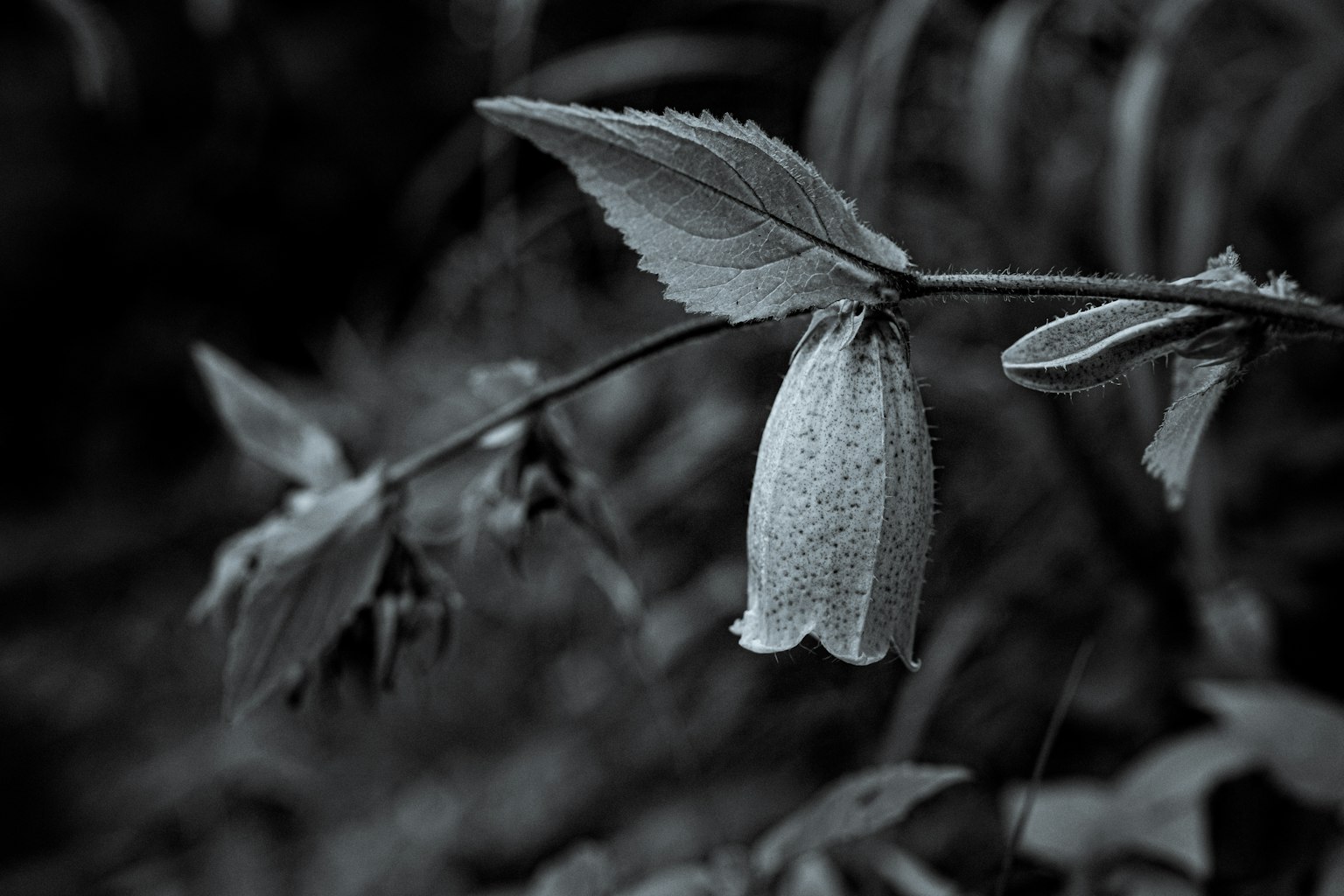 Nahaufnahme einer monochromen Blume und Blättern