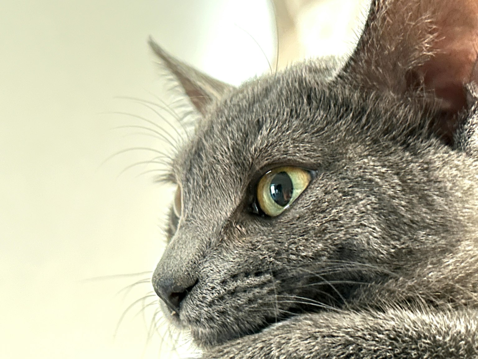 灰色猫侧面看的特写图像