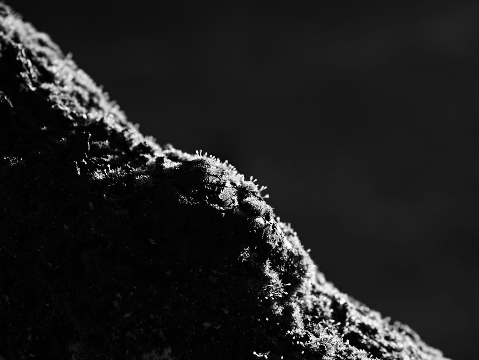 Gambar close-up batu yang ditutupi lumut dalam hitam dan putih