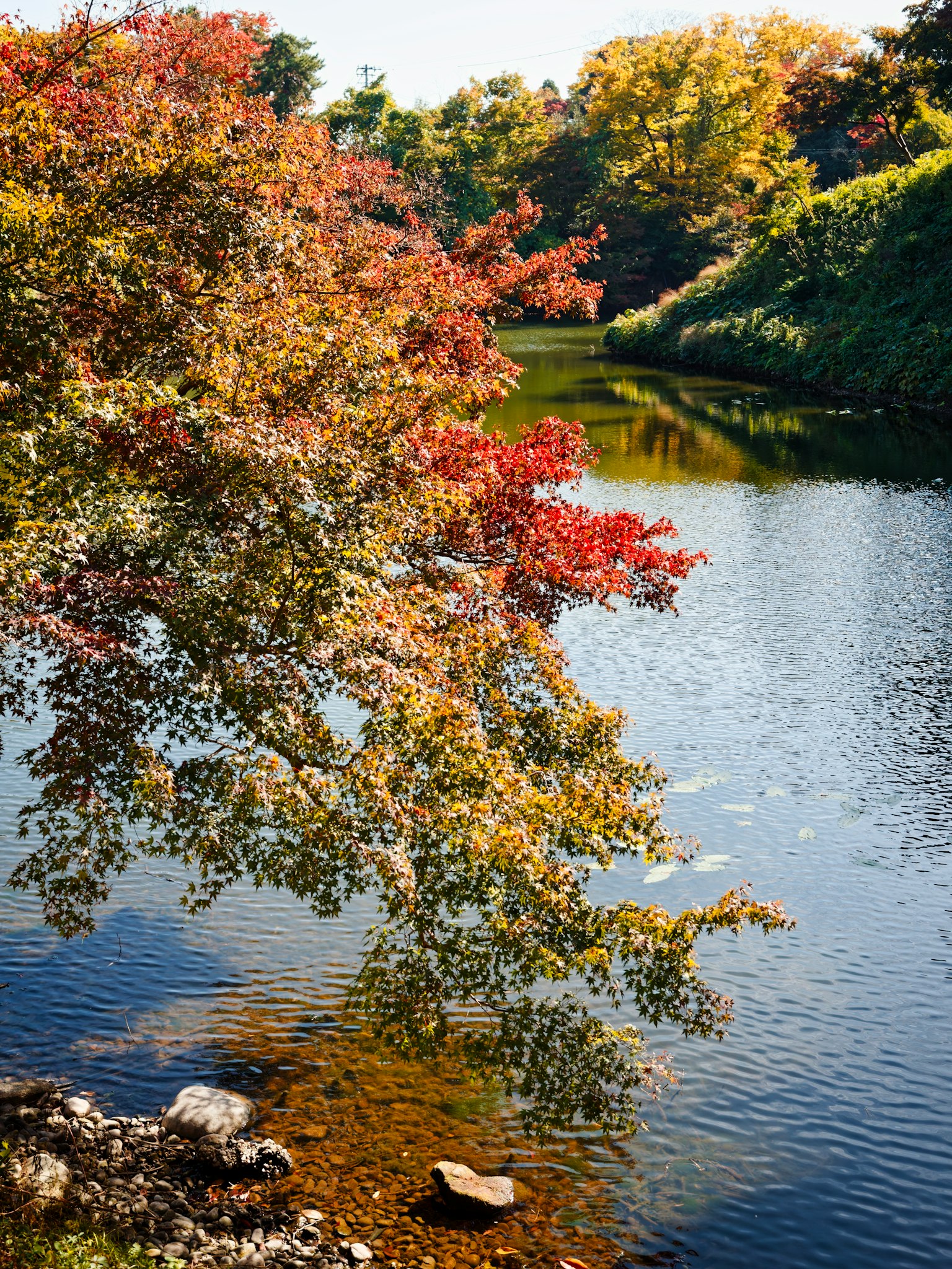 美丽的秋天景色，五彩斑斓的树木倒映在水面上