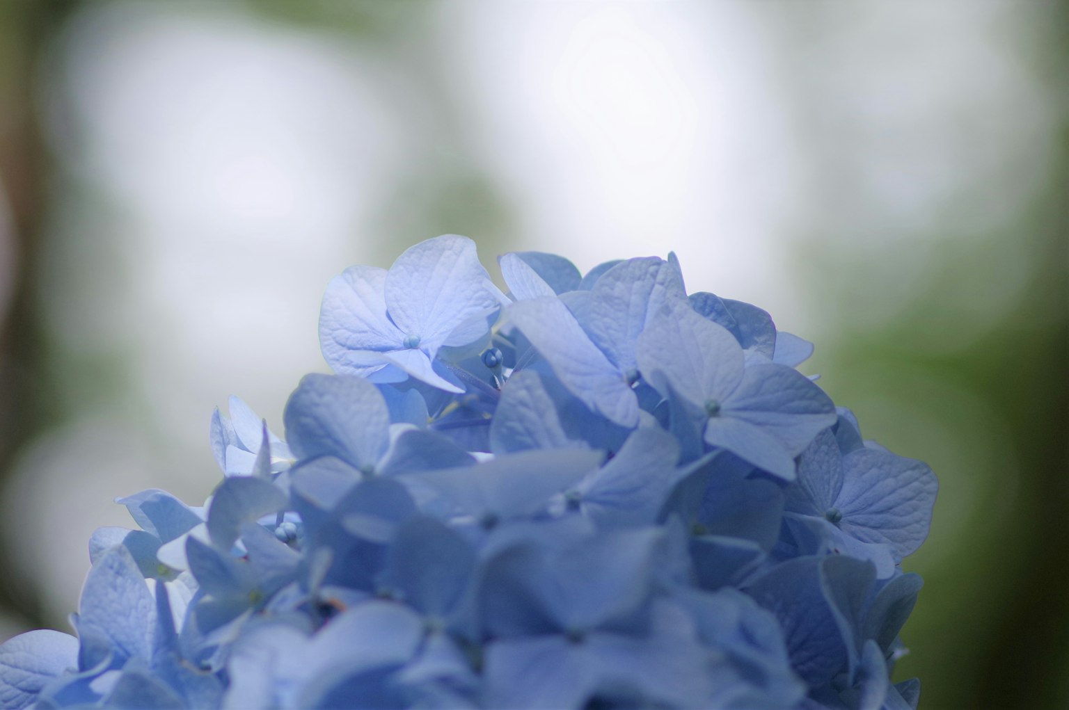 Gros plan sur des pétales de bleuet avec un fond flou doux