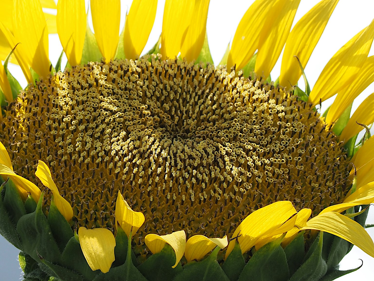 Close-up of a sunflower with bright yellow petals and a seed center
