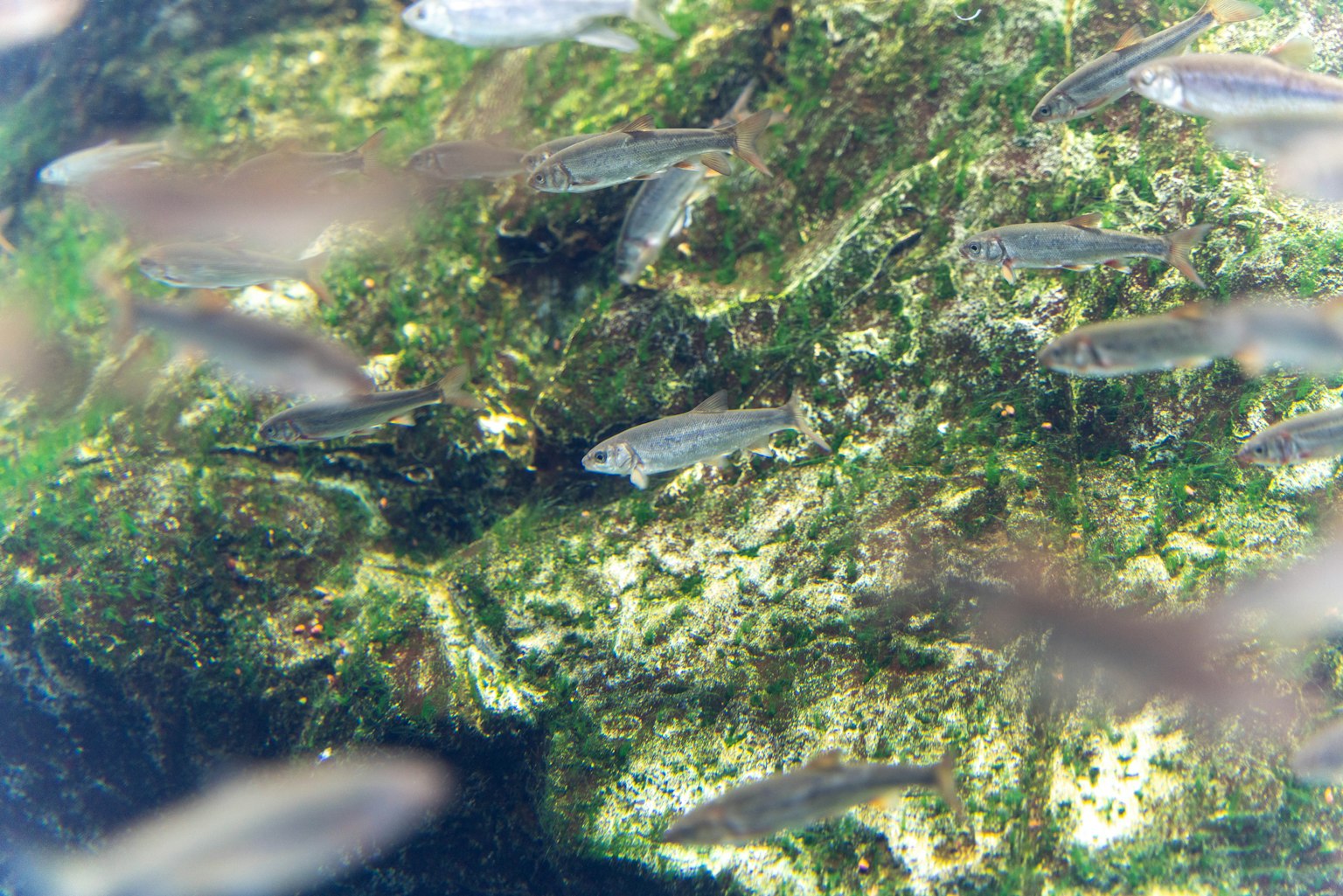 Sekumpulan ikan kecil yang berenang di atas alga hijau dalam air jernih