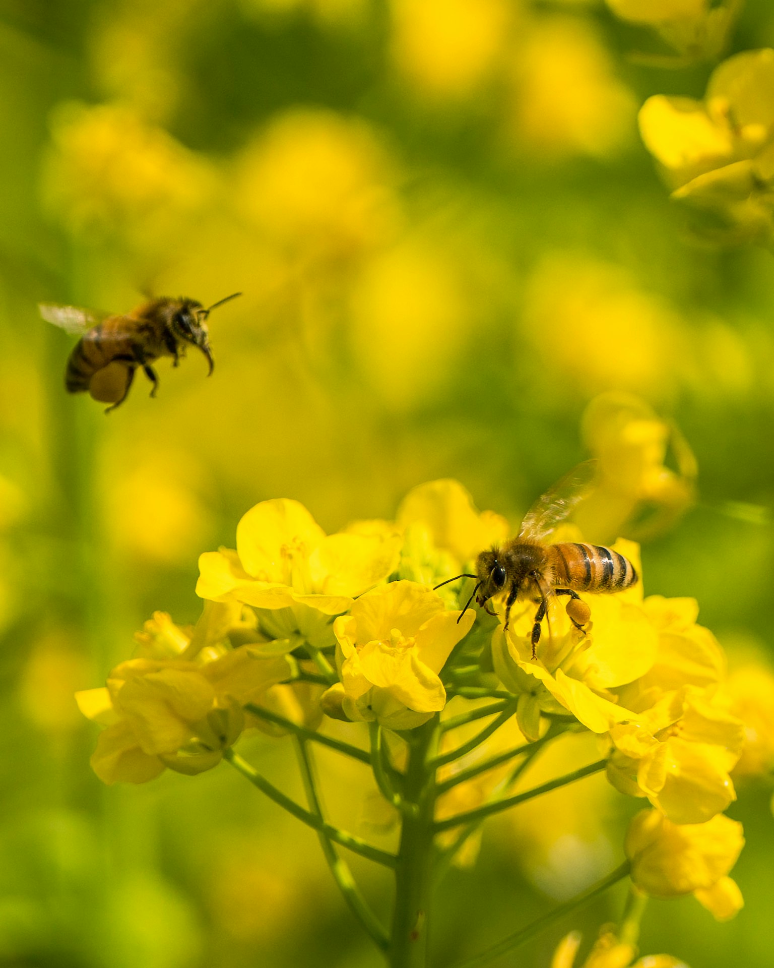 Api che si raccolgono su fiori gialli vivaci