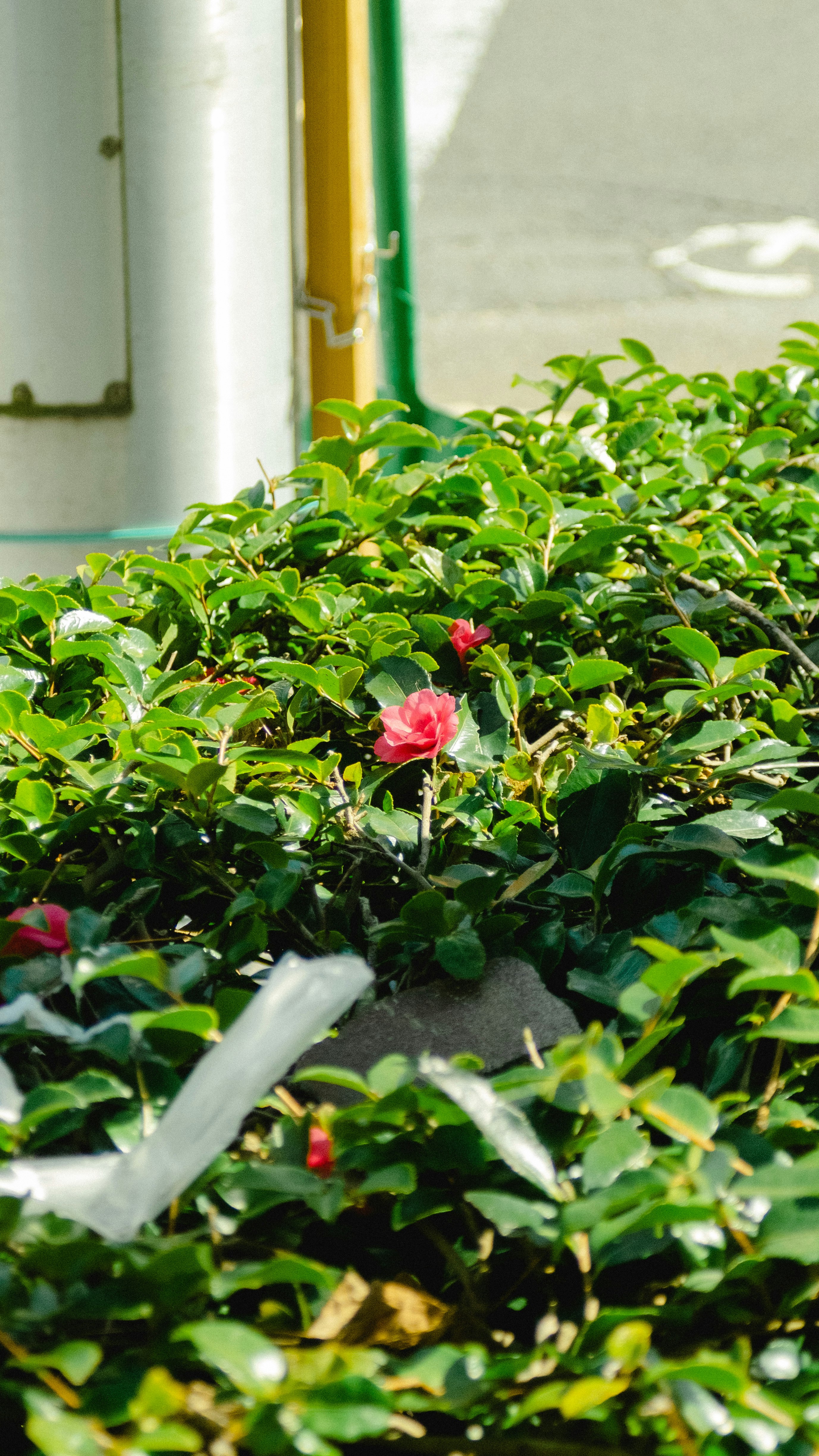 温室の床に並ぶ緑の観葉植物と赤い花