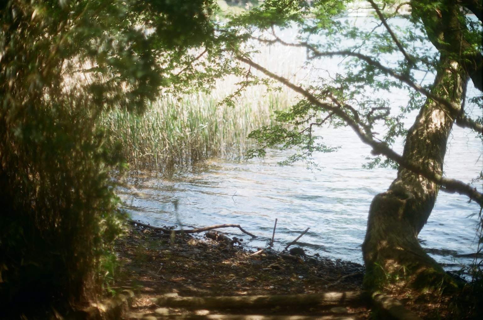 Una scena serena lungo il fiume incorniciata da alberi con acqua calma e erba verde