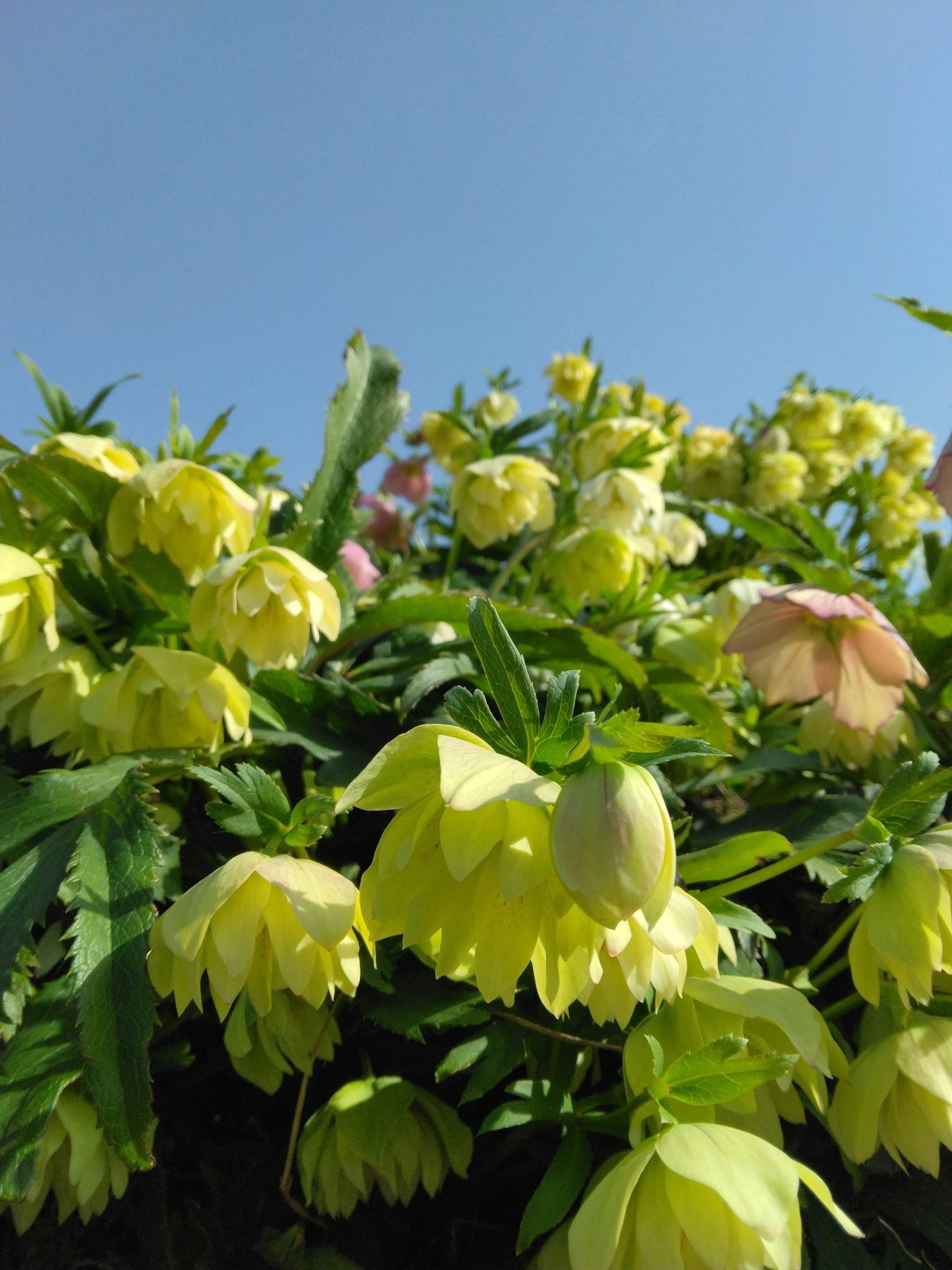Gros plan de fleurs jaunes pâles et de feuilles sous un ciel bleu
