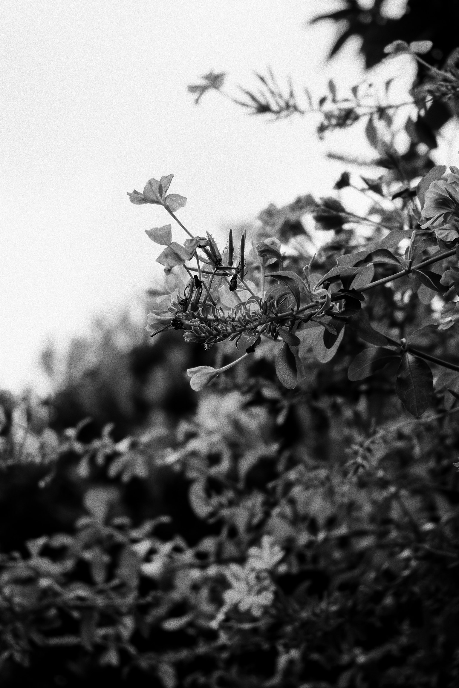 白黒の花と葉が絡み合う植物のクローズアップ