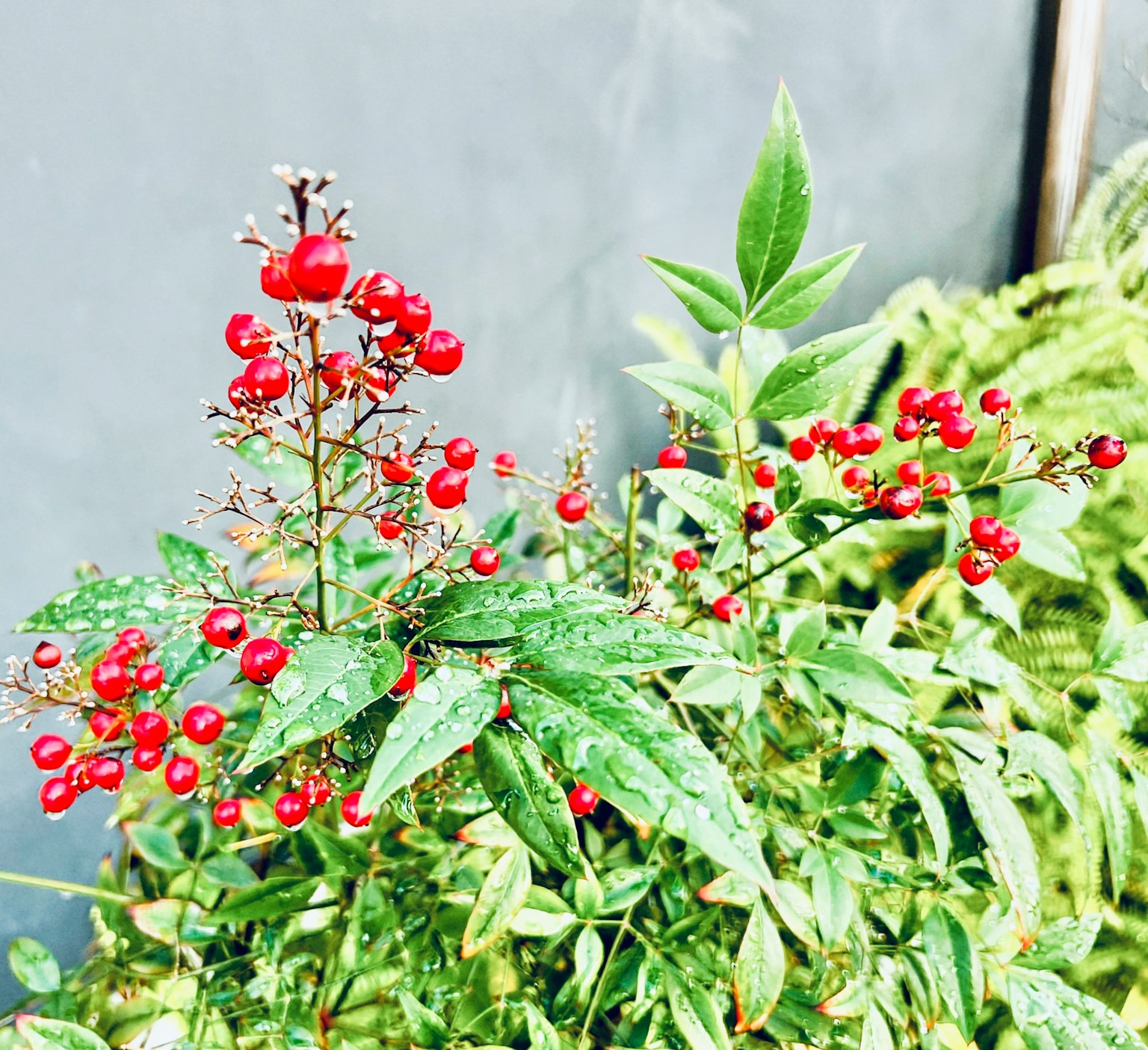 紅色漿果植物的特寫，背景為灰色，綠色葉子