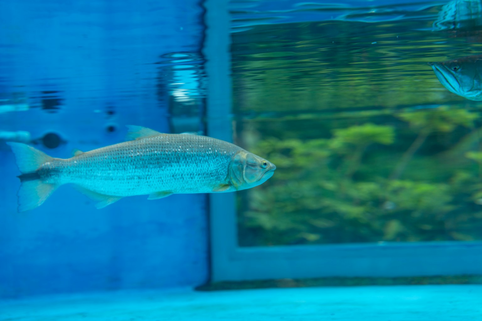 Immagine di un pesce che nuota nell'acqua blu Il pesce ha un corpo traslucido con uno sfondo verde