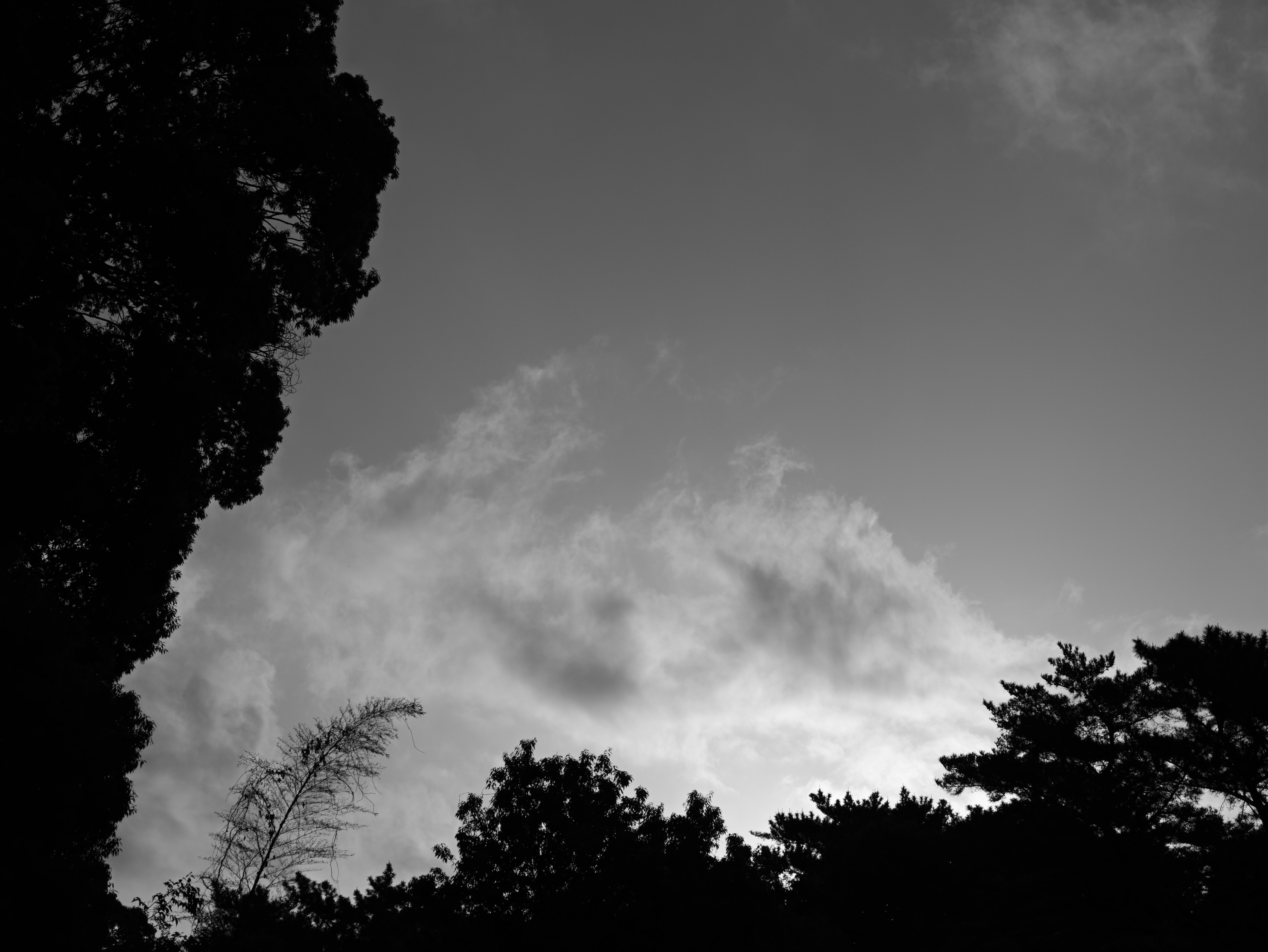 Foto de paisaje en blanco y negro con árboles y nubes en silueta