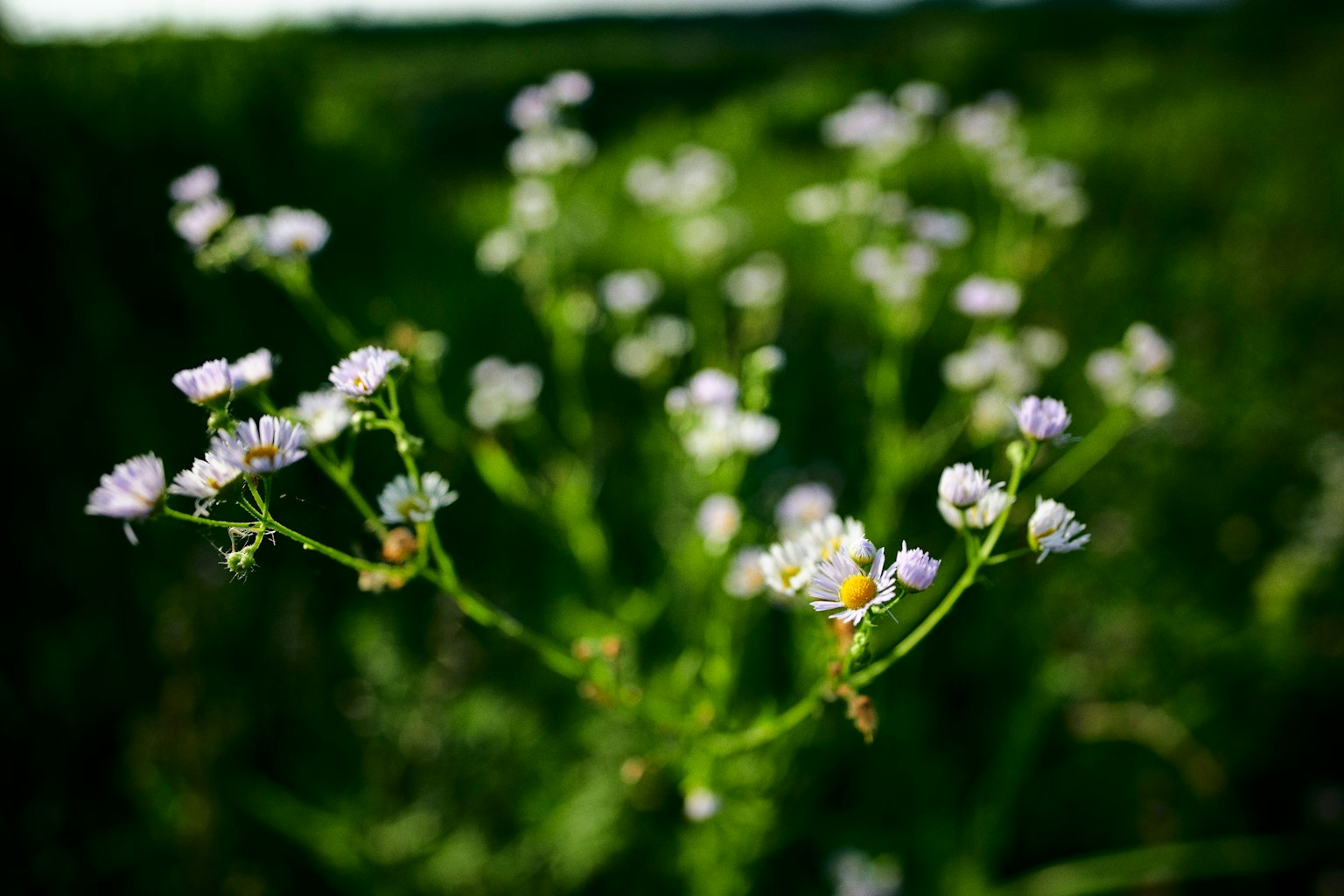 Foto de pequeñas flores blancas floreciendo sobre un fondo verde