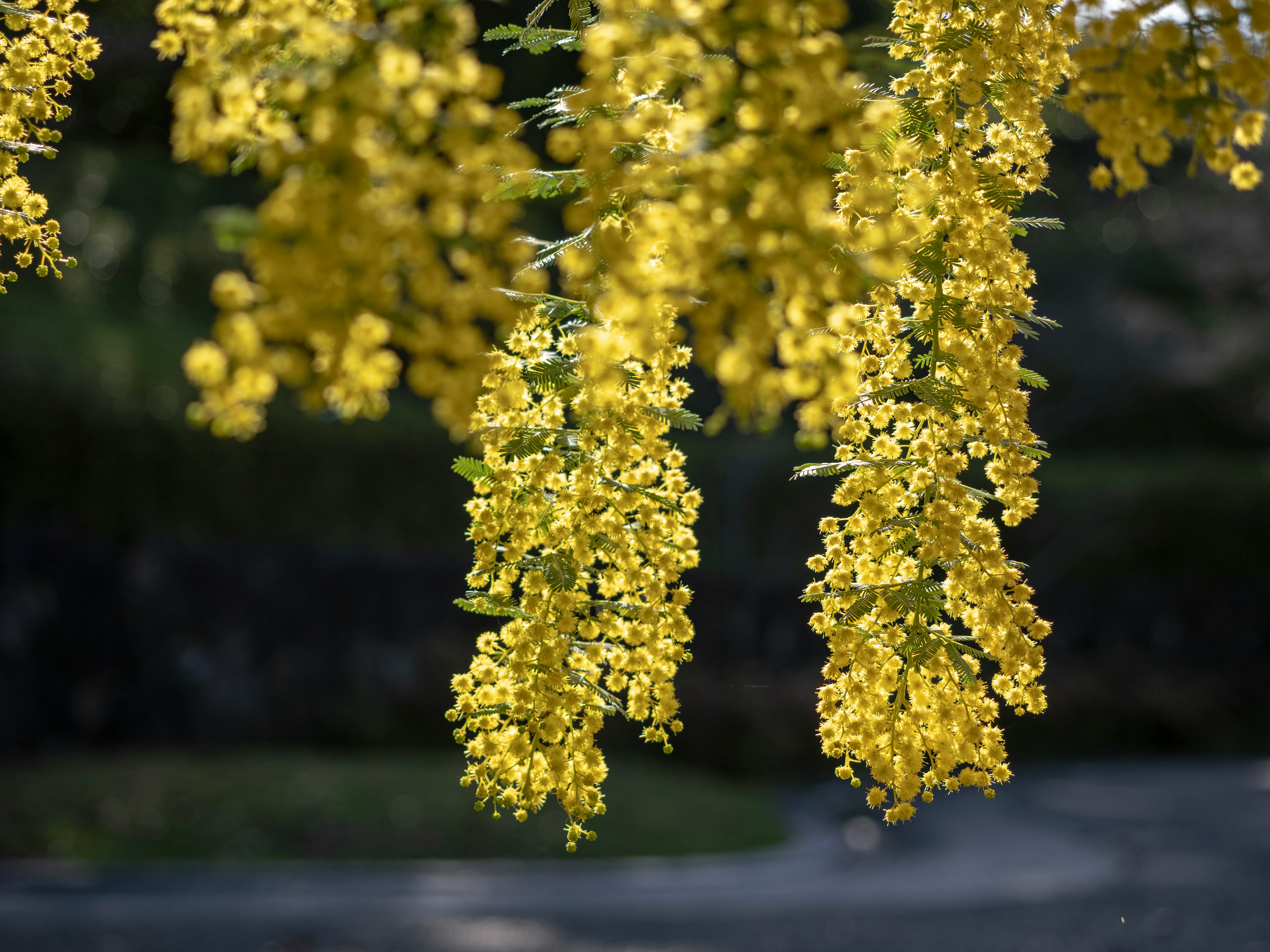 ミモザの黄色い花が咲き誇る春の朝の風景
