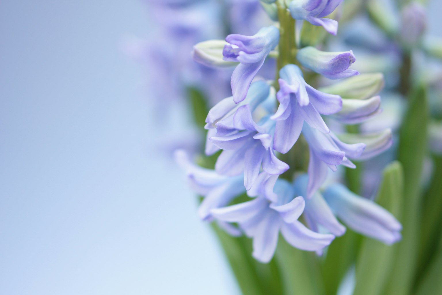 Ramo di fiori di giacinto viola chiaro con foglie verdi