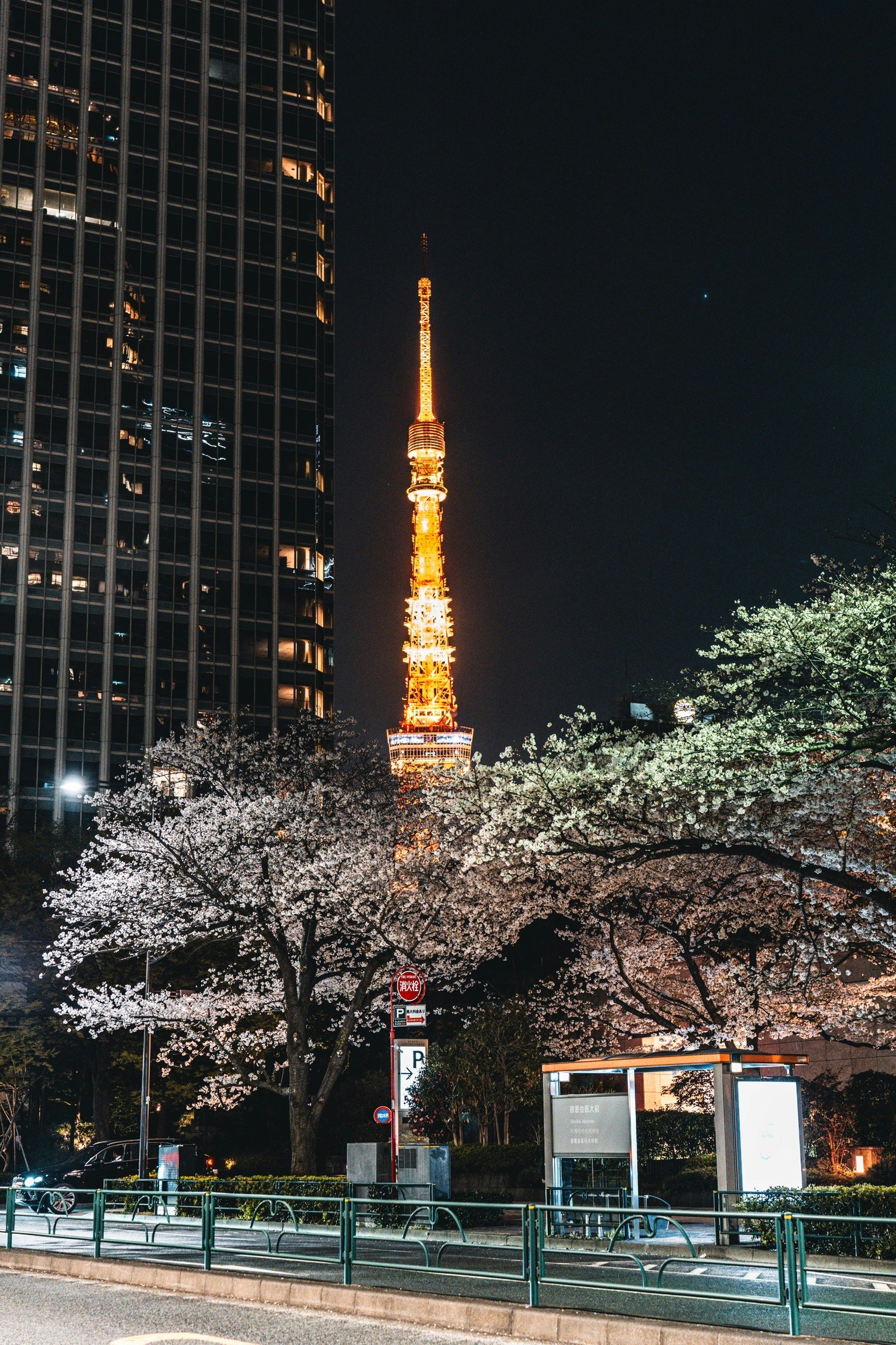 La Torre de Tokio de noche con cerezos en flor a lo largo de la calle