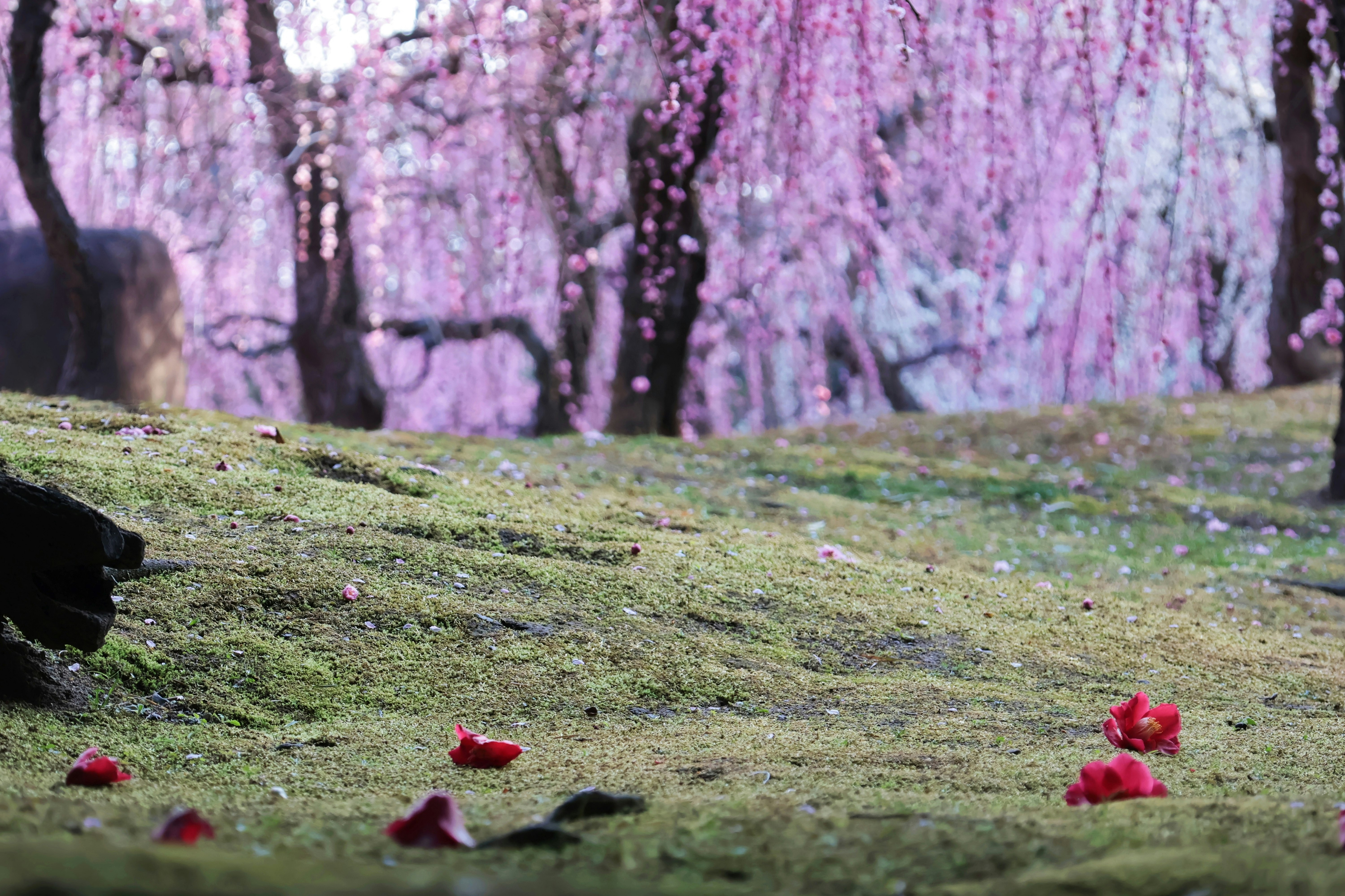公园草地上散落的樱花花瓣与成排樱树