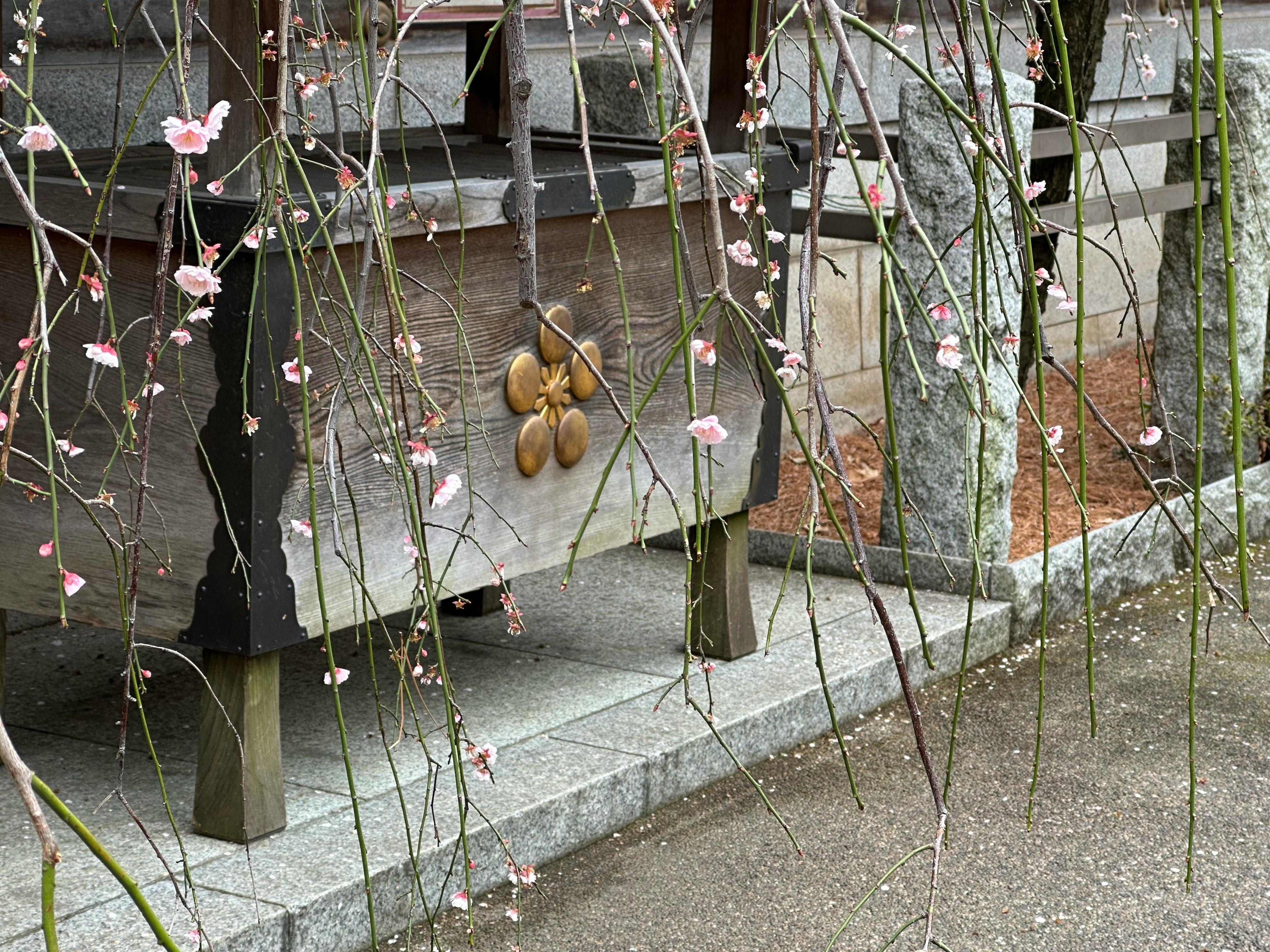 桜の花が垂れ下がる木の下にある木製の箱