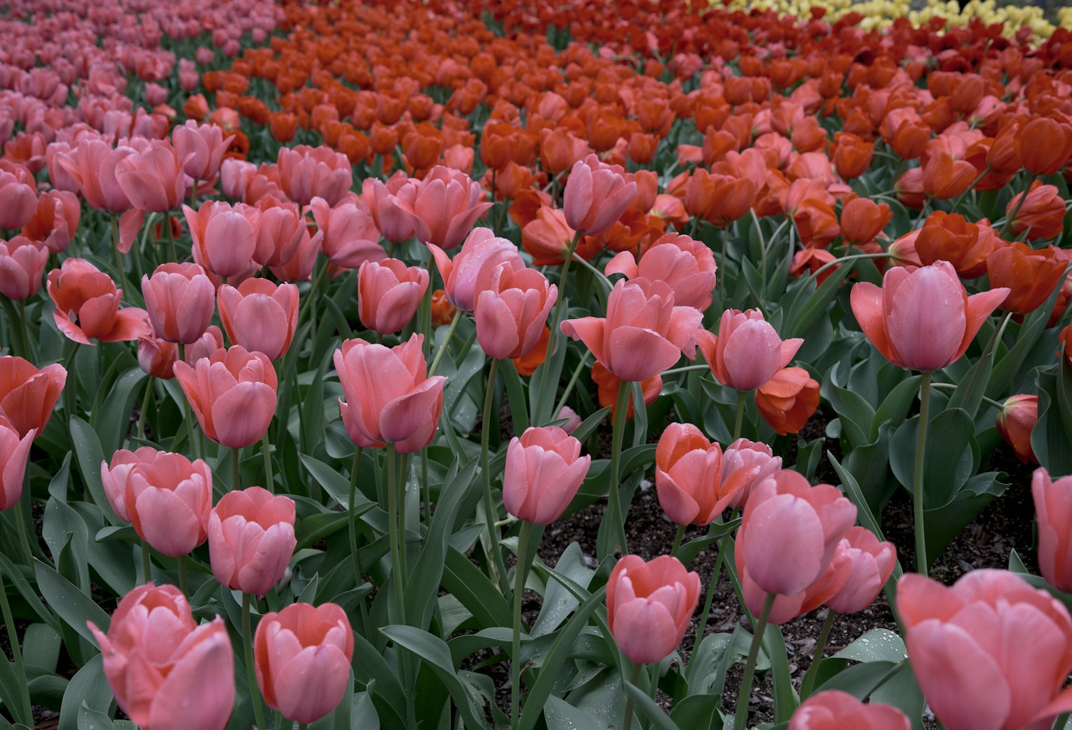 Cánh đồng hoa rực rỡ đầy hoa tulip hồng và đỏ đang nở