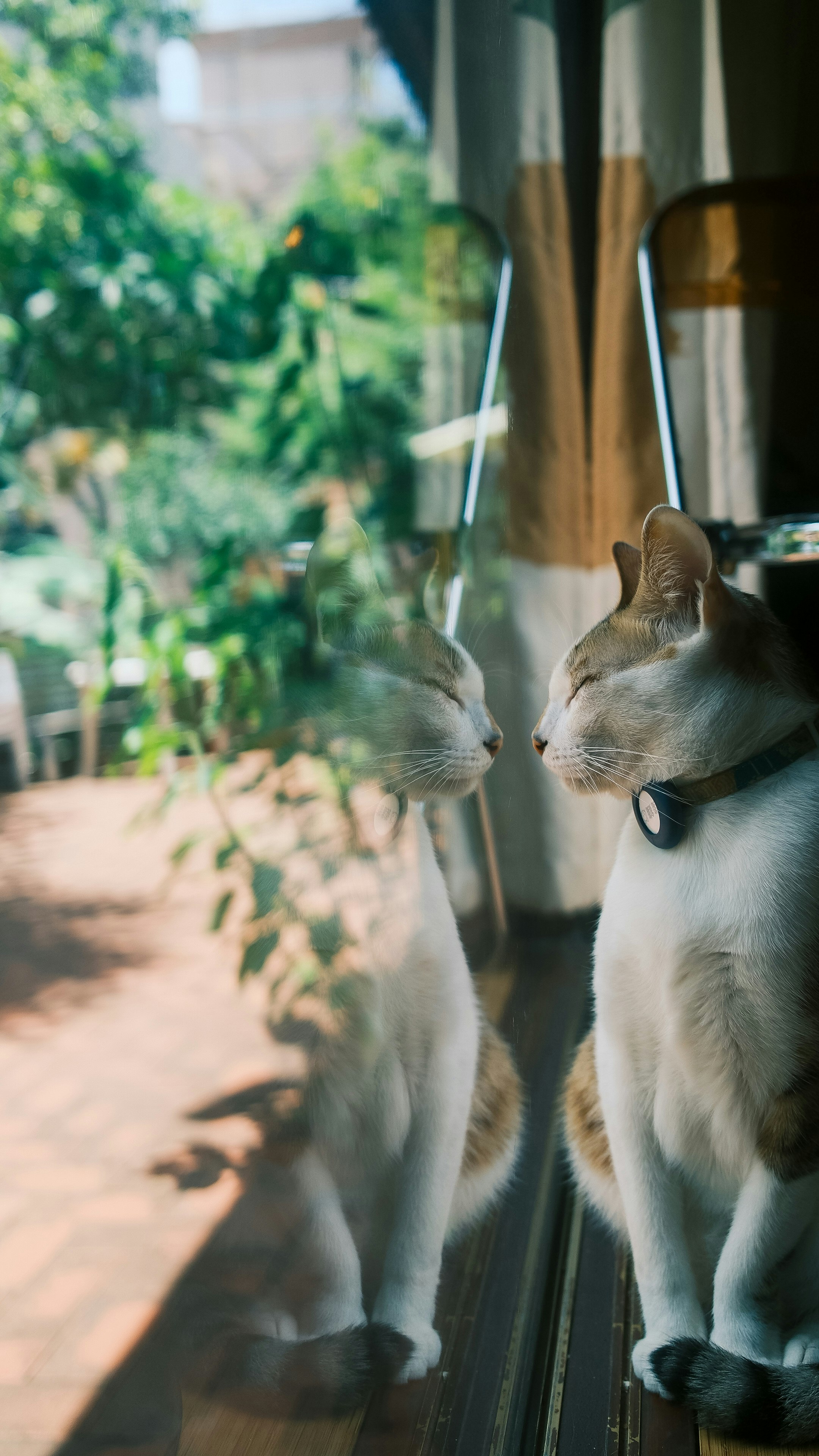窓辺に並ぶ2匹の猫