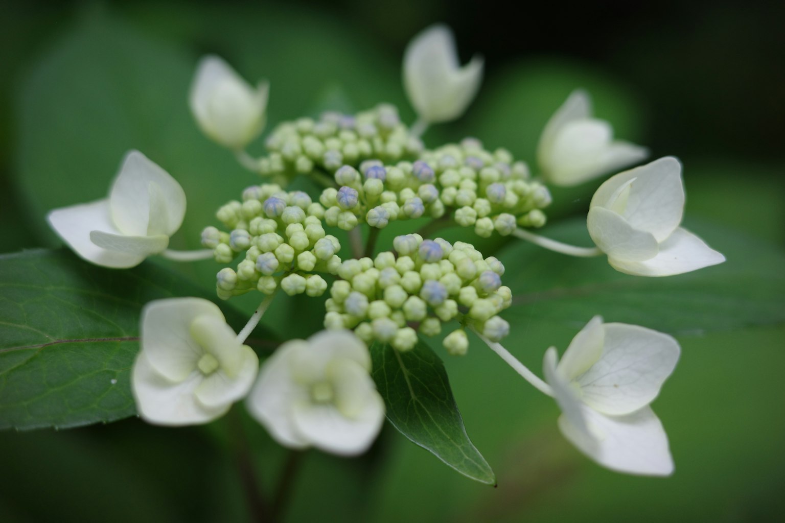 Foto in primo piano di fiori bianchi e gemme verdi